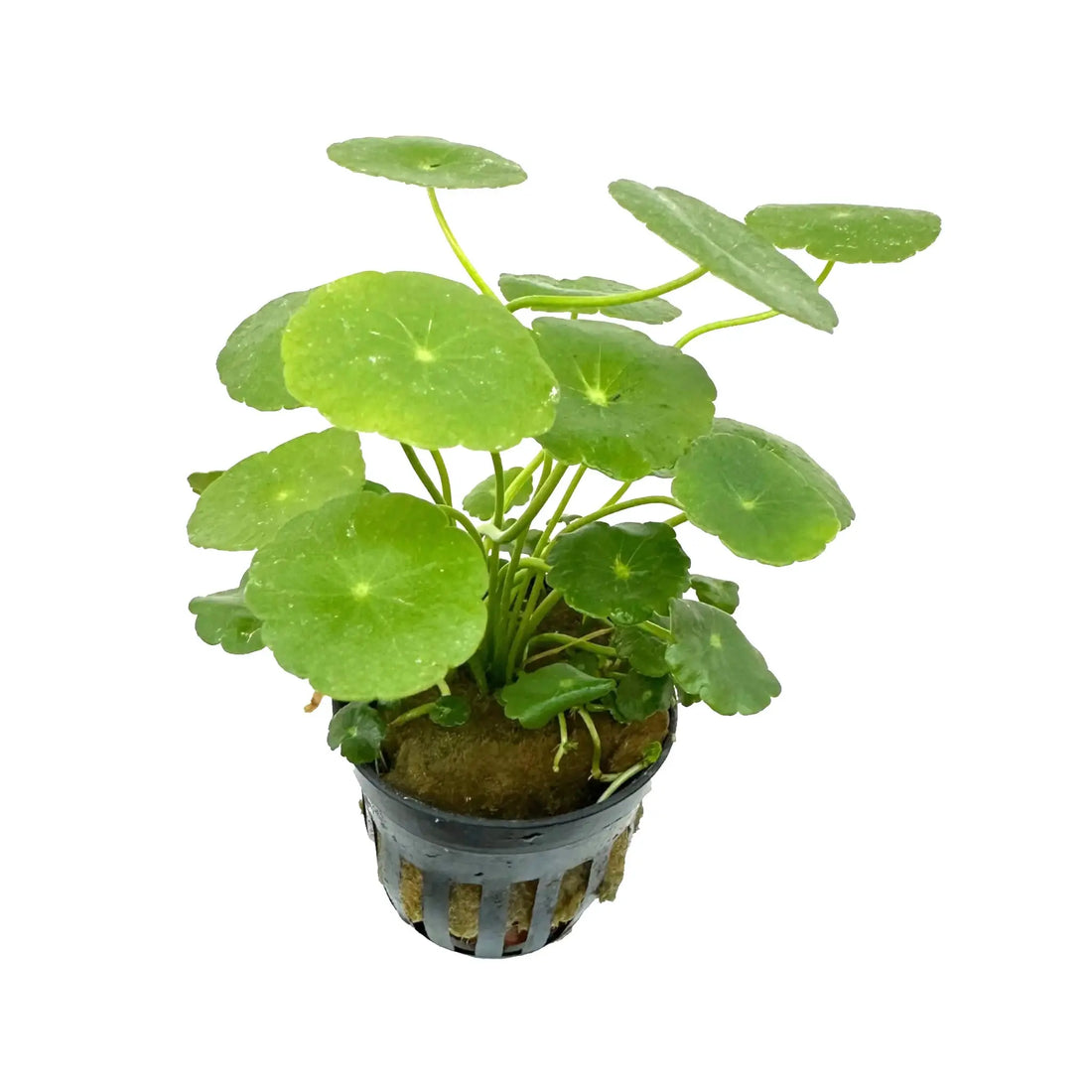 Hydrocotyle vulgaris (marsh pennywort) Aqua Essentials