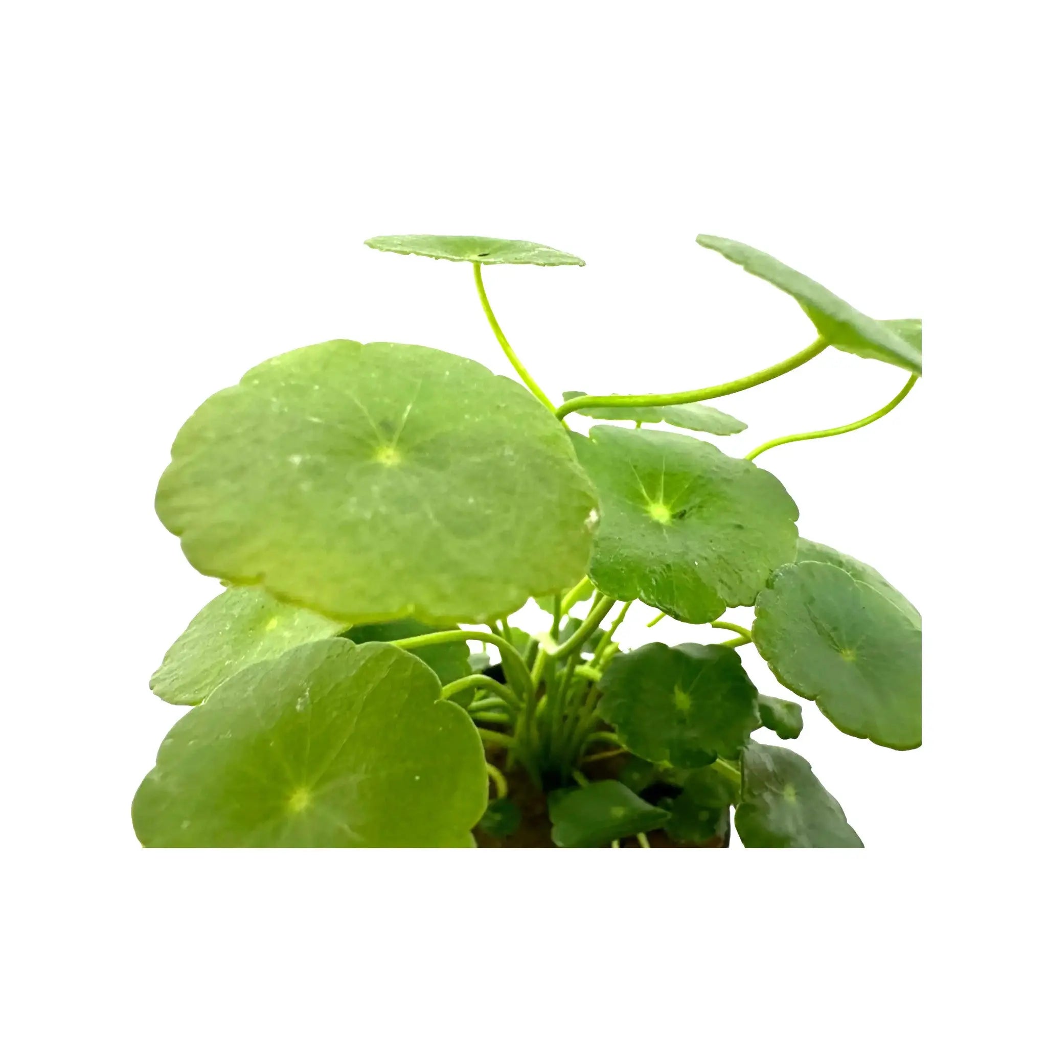 Hydrocotyle vulgaris (marsh pennywort) Aqua Essentials