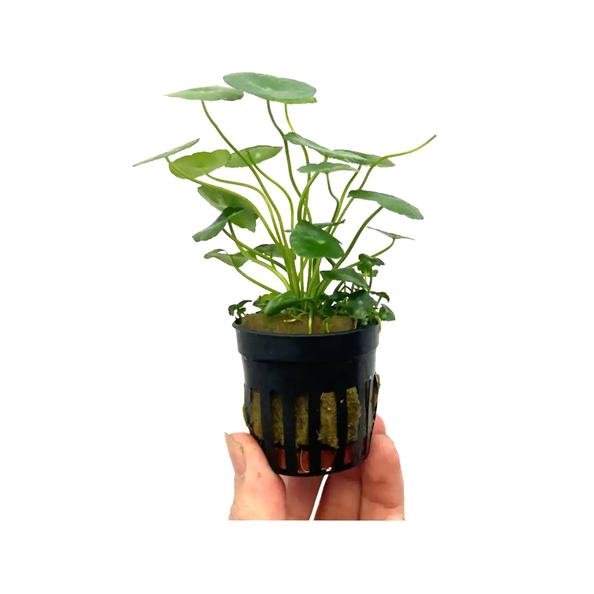 Hydrocotyle vulgaris (marsh pennywort) Aqua Essentials