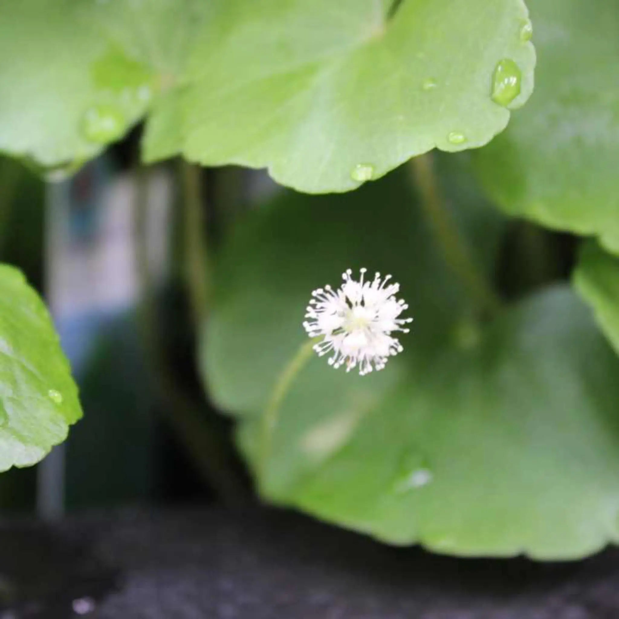 Hydrocotyle leucocephala (Brazilian pennywort) - Aqua Essentials