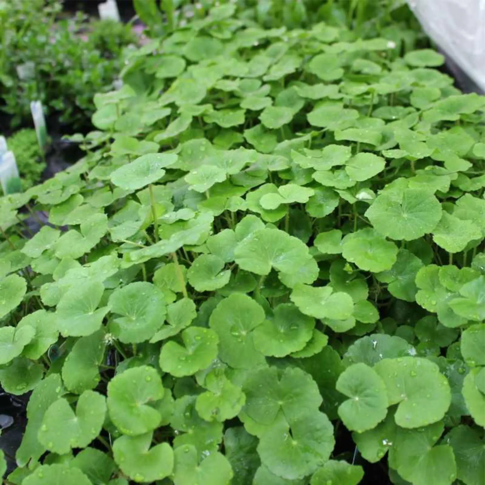 Hydrocotyle leucocephala (Brazilian pennywort) - Aqua Essentials