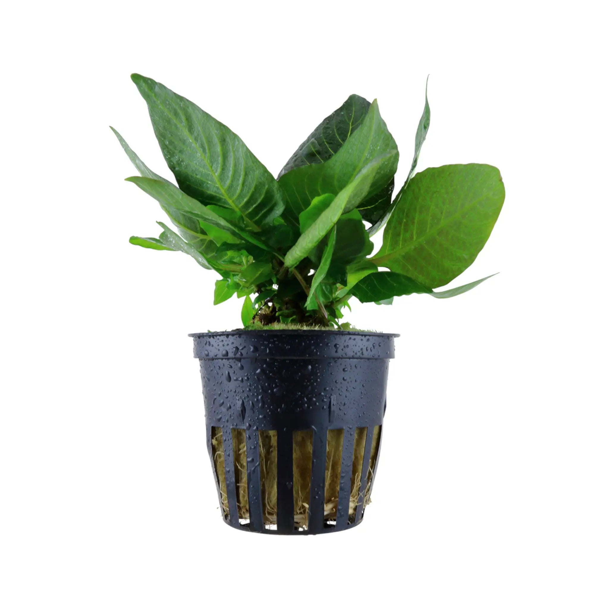 Hygrohila compacta Mini Aquafleur