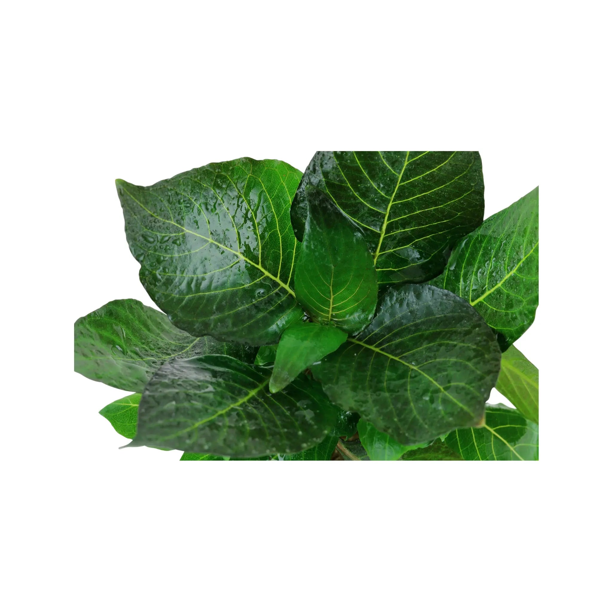 Hygrohila compacta Mini Aquafleur