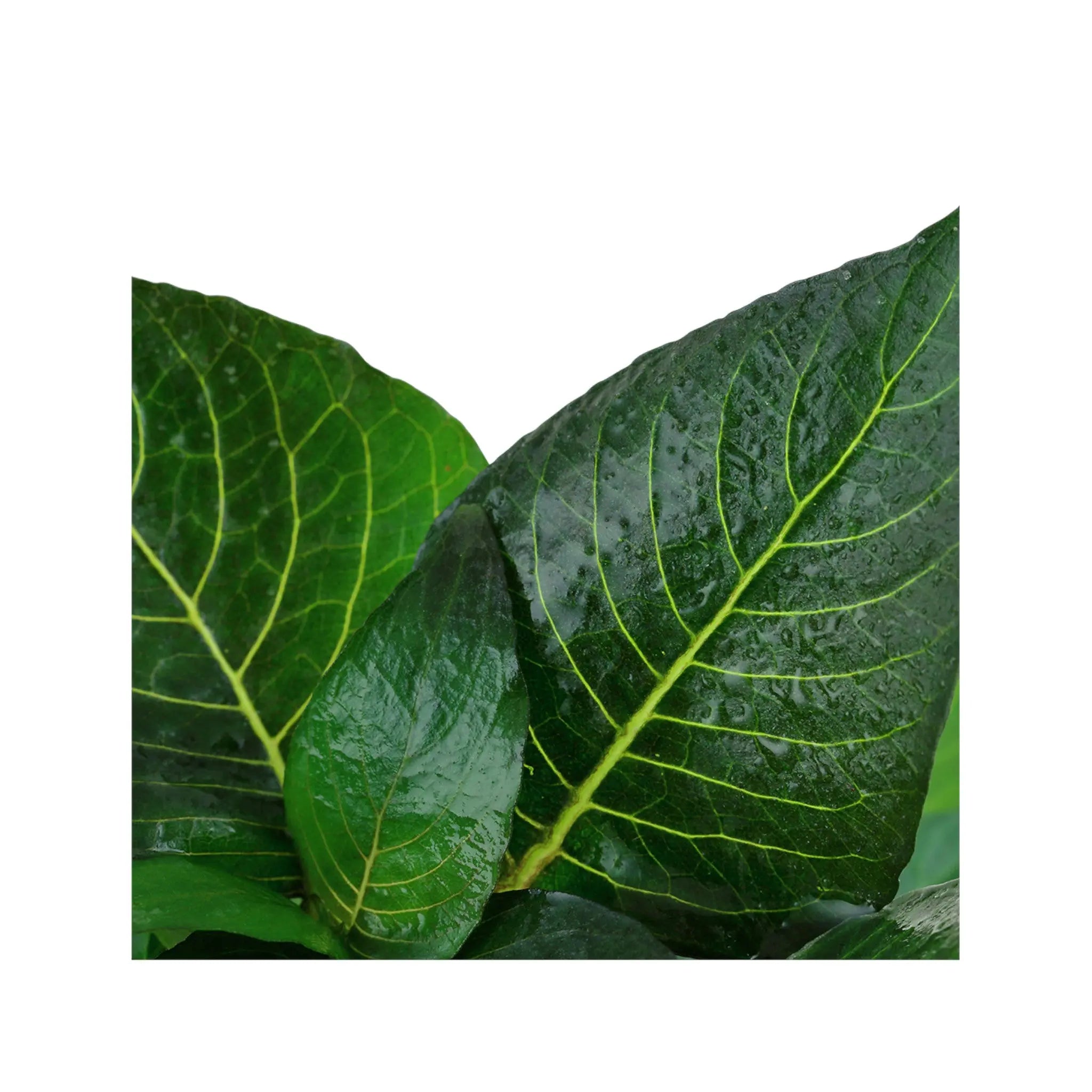 Hygrohila compacta Mini Aquafleur