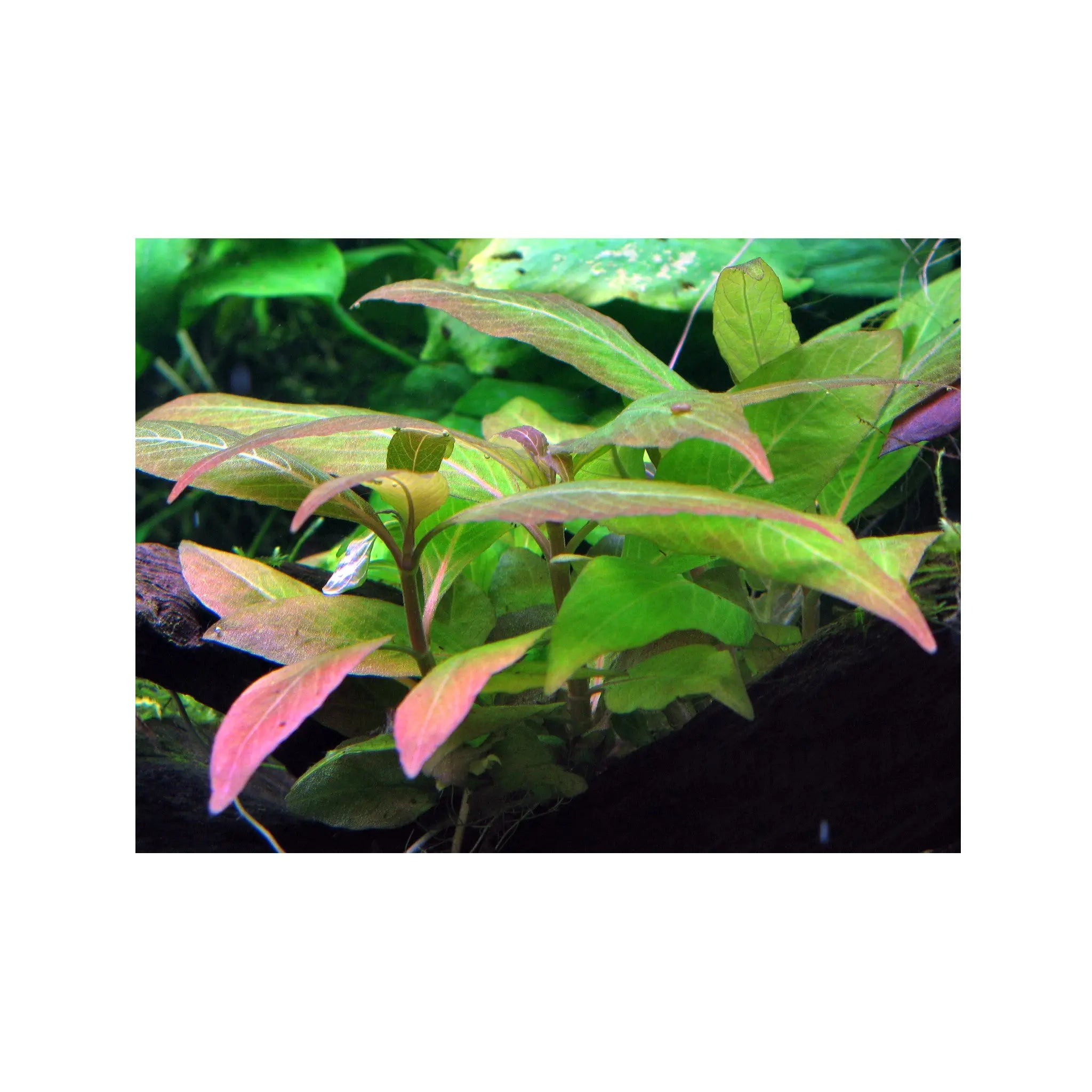 Hygrohila compacta Mini Aquafleur