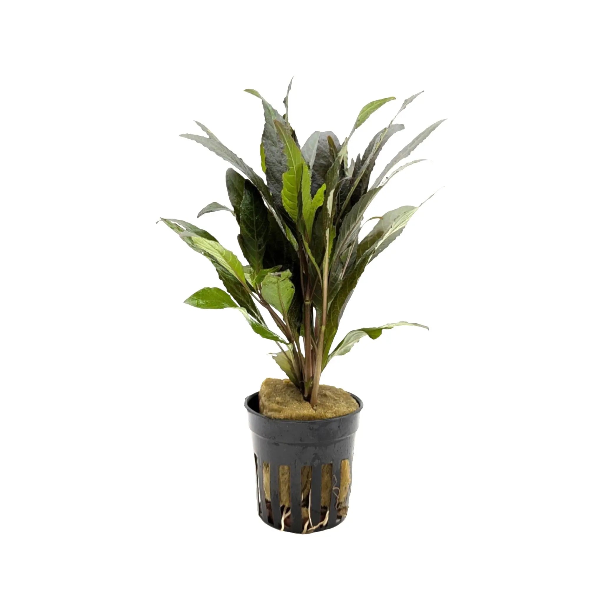 Hygrophila angustifolia rubra Aqua Essentials