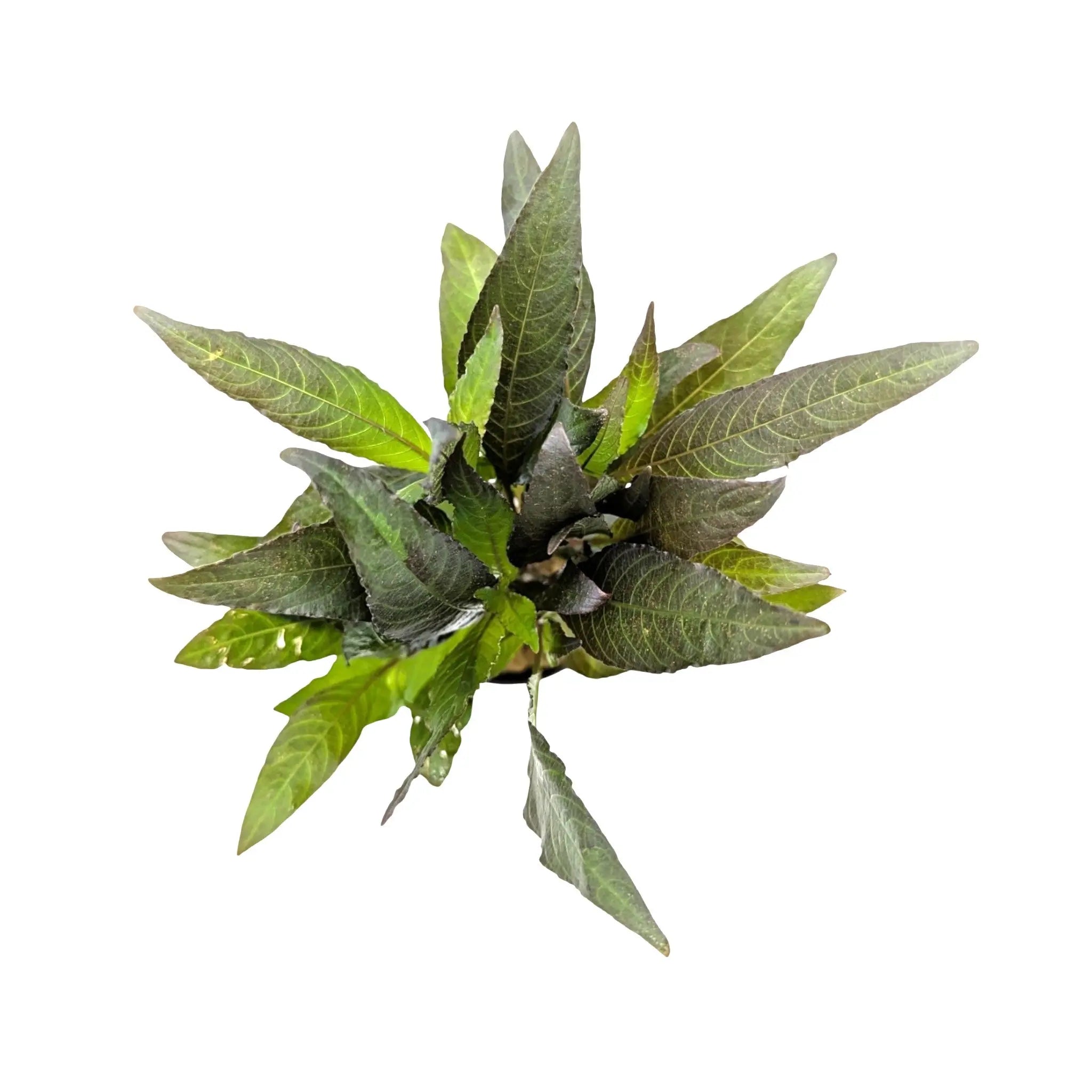 Hygrophila angustifolia rubra Aqua Essentials