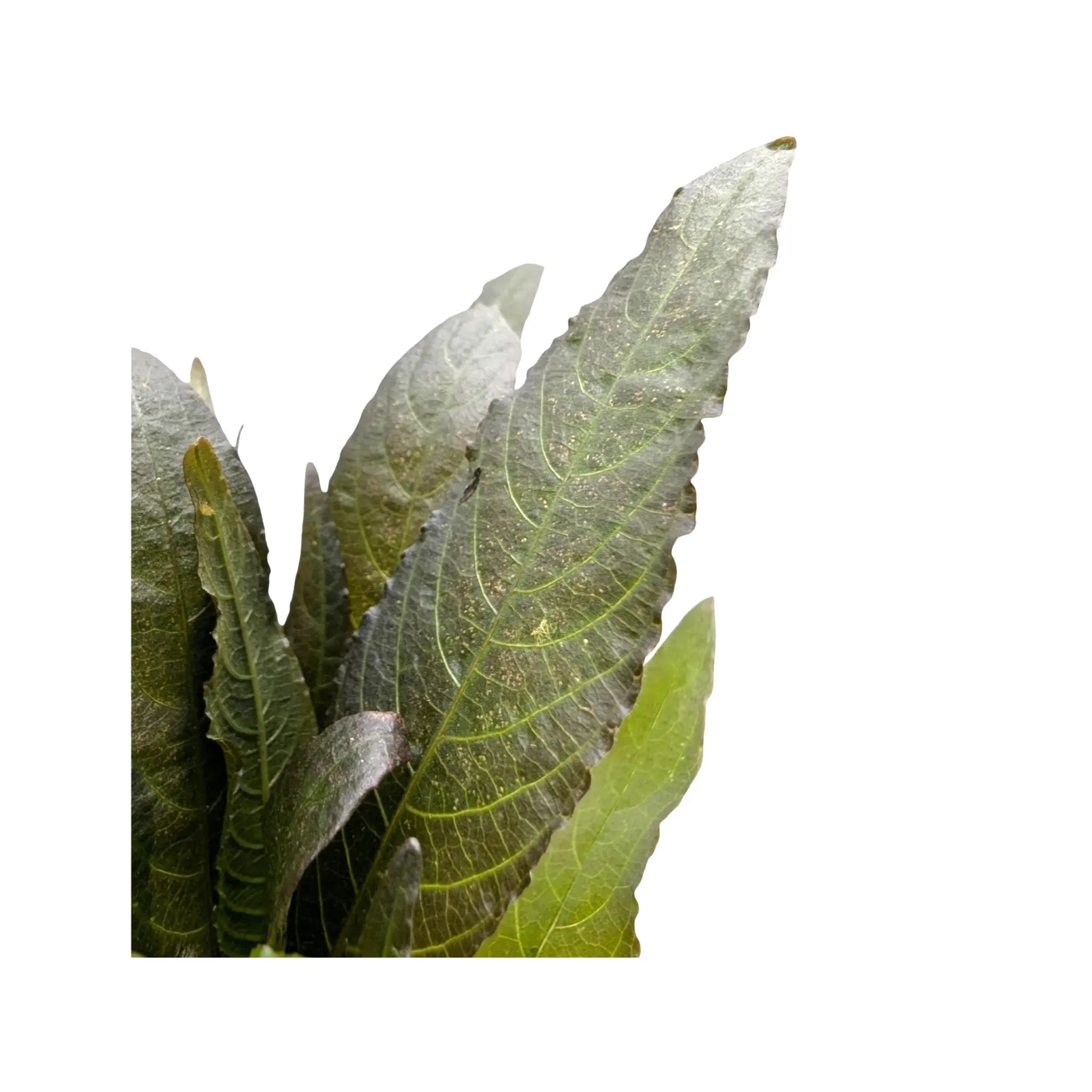 Hygrophila angustifolia rubra Aqua Essentials