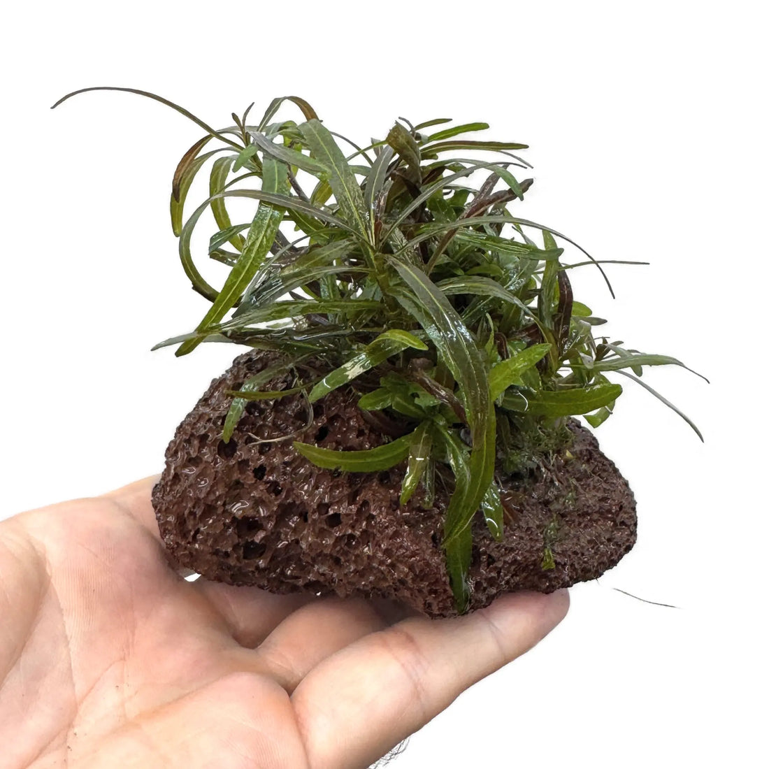 Hygrophila araguaia on Lava Aqua Essentials