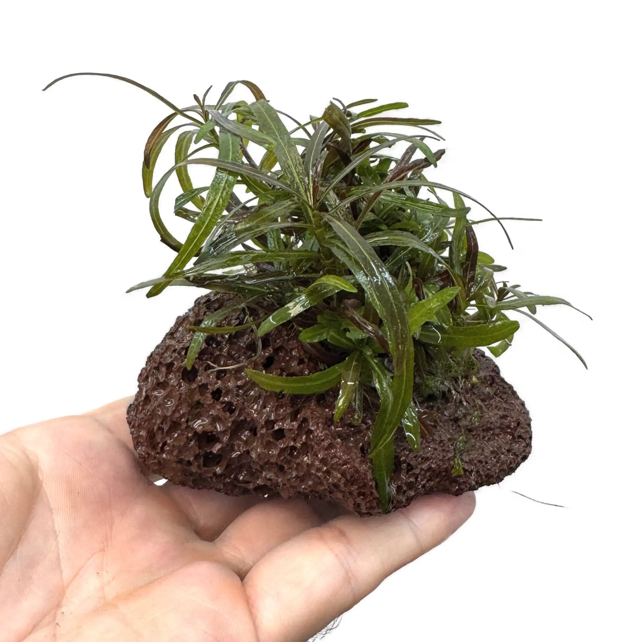 Hygrophila araguaia on Lava Aqua Essentials