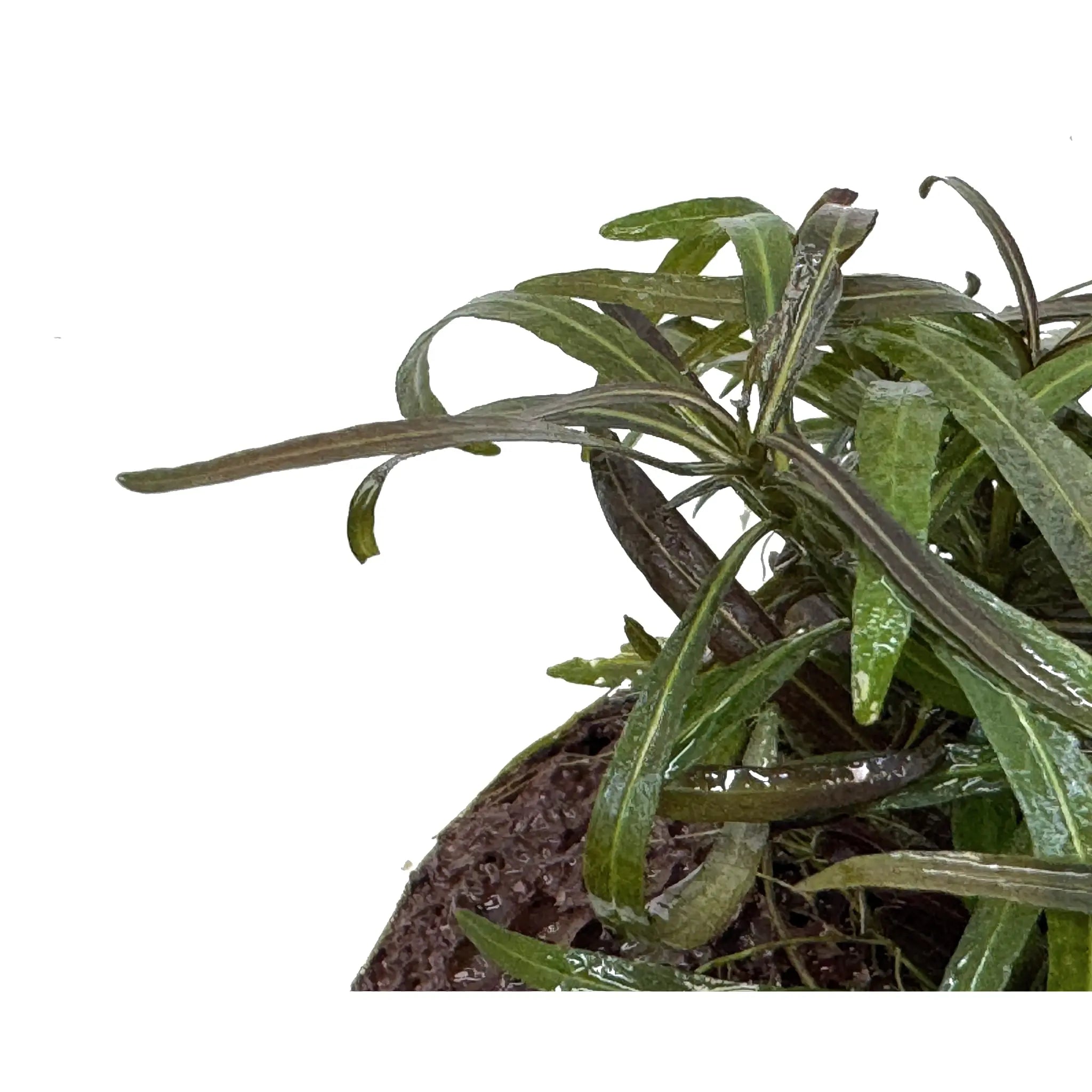 Hygrophila araguaia on Lava Aqua Essentials