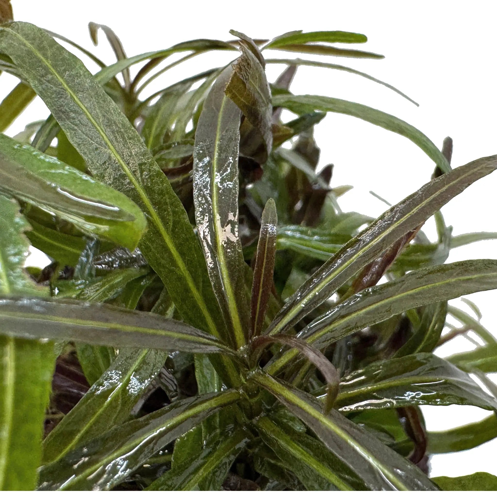 Hygrophila araguaia on Lava Aqua Essentials