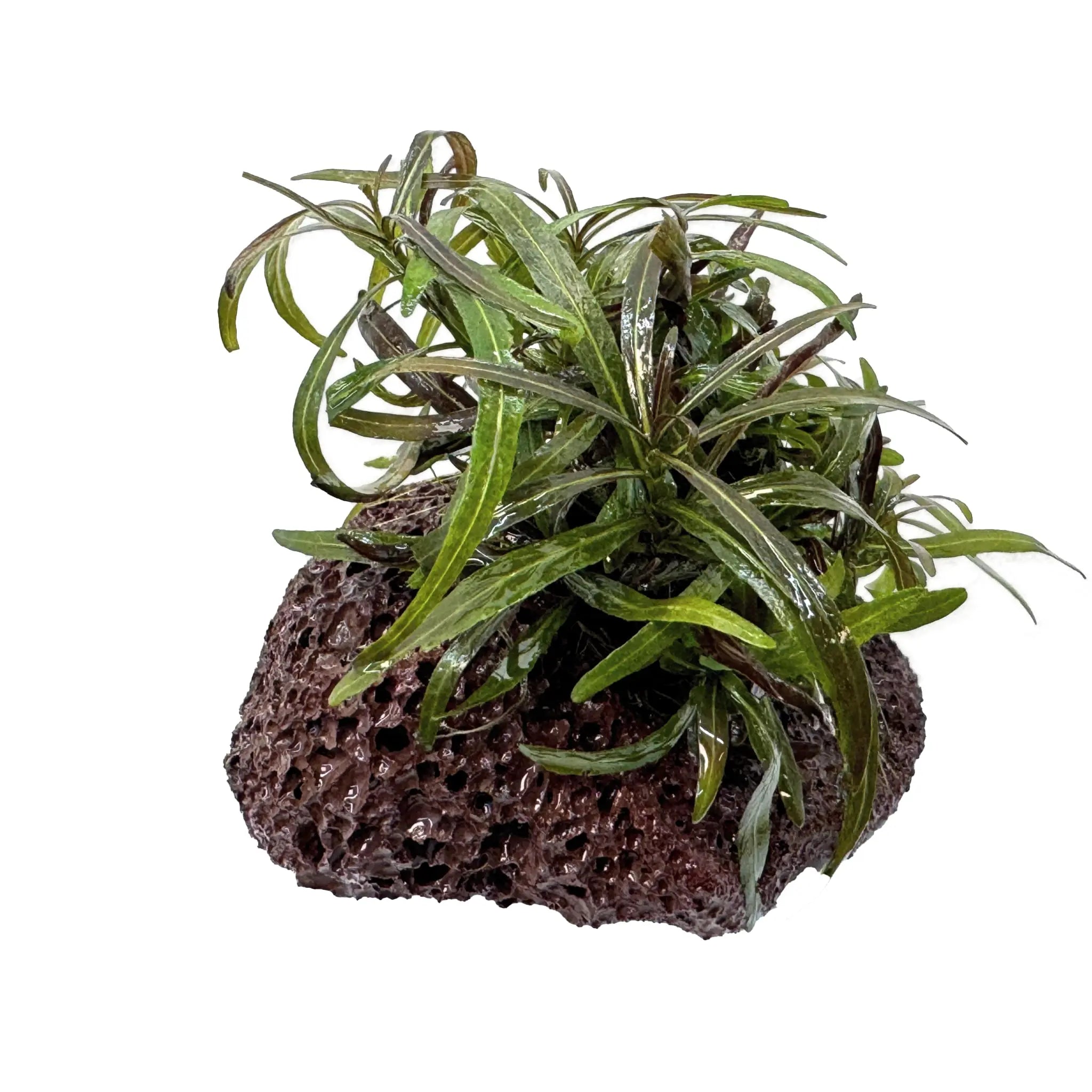 Hygrophila araguaia on Lava Aqua Essentials