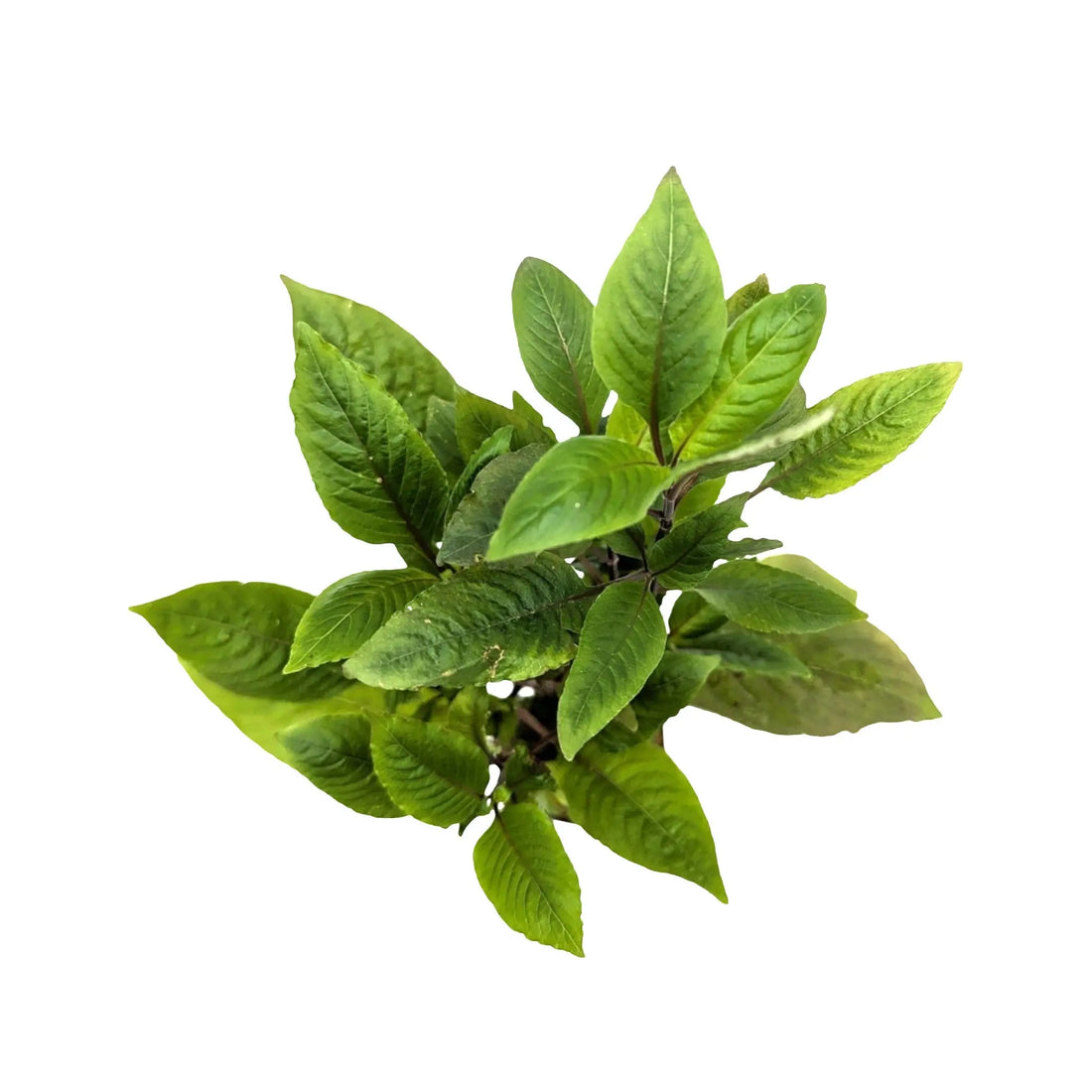 Hygrophila corymbosa Aquafleur