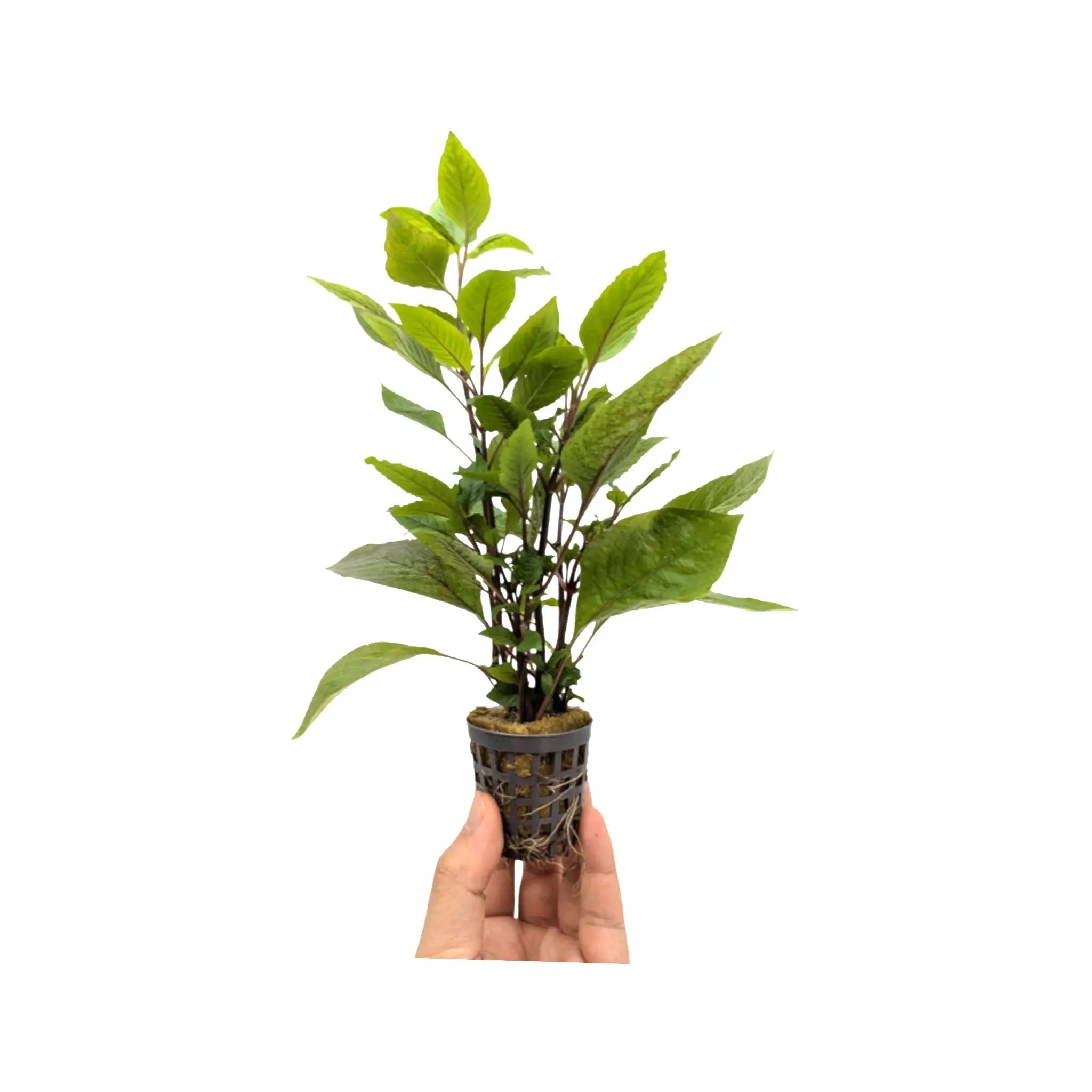Hygrophila corymbosa Aquafleur