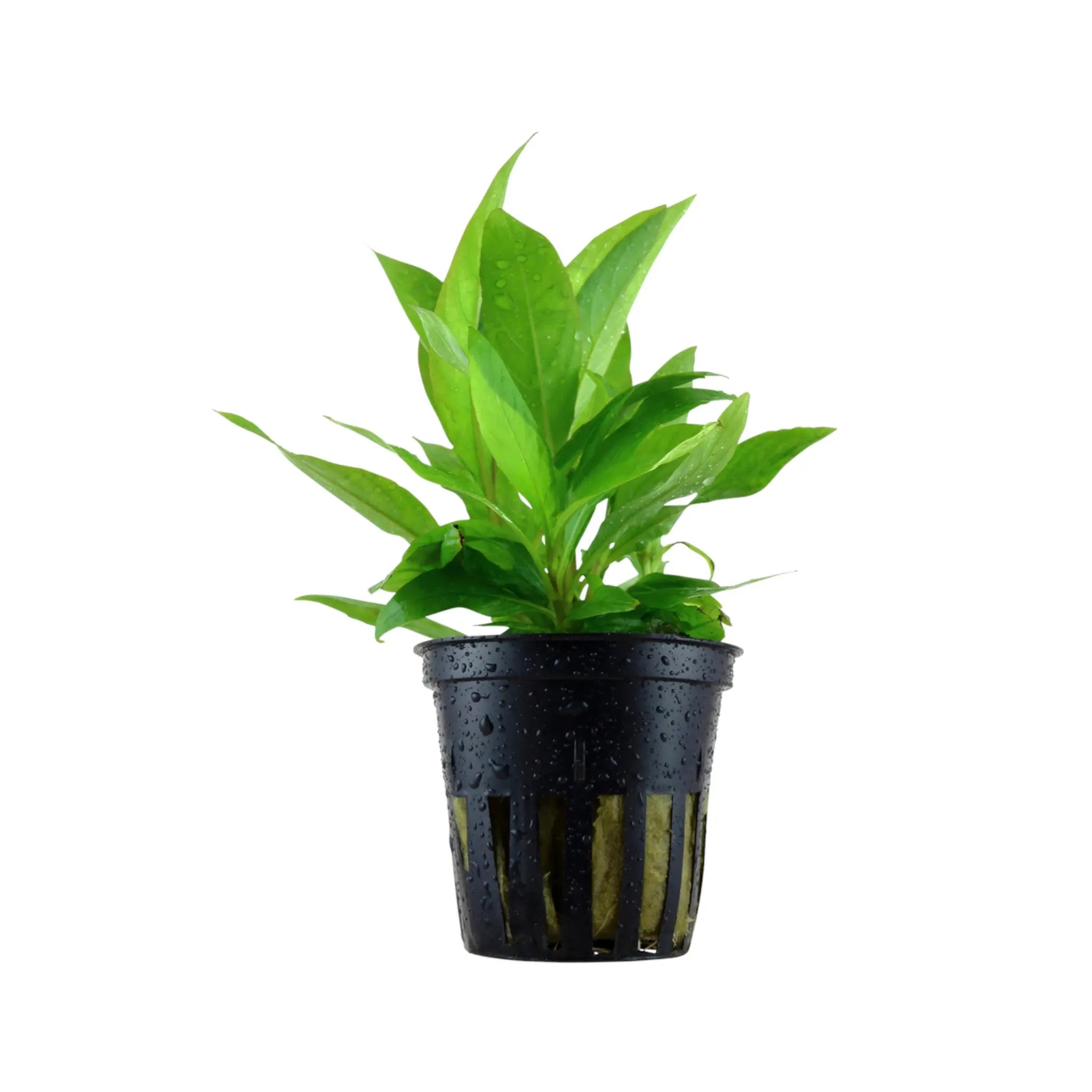 Hygrophila corymbosa Stricta Tropica