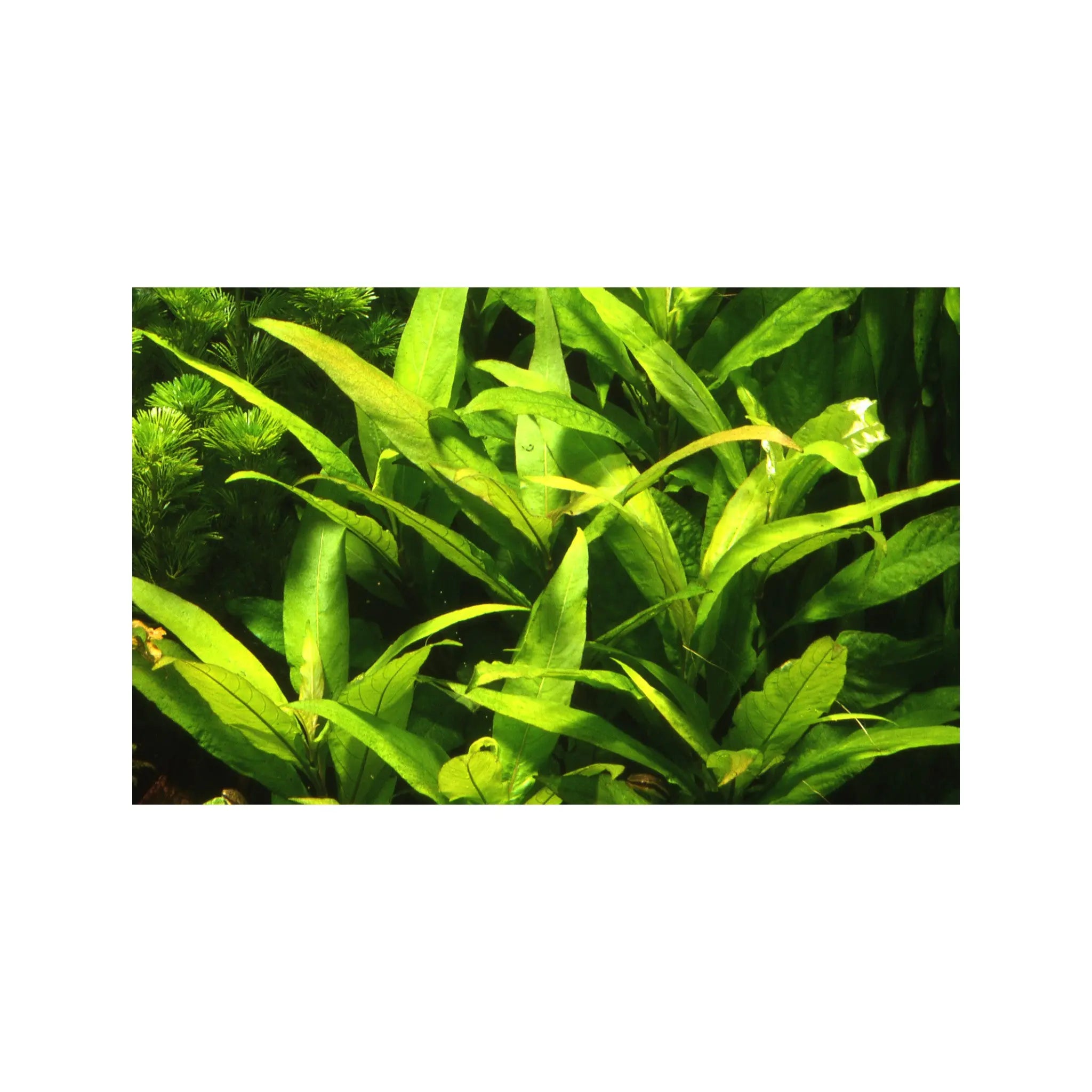 Hygrophila corymbosa Stricta Tropica