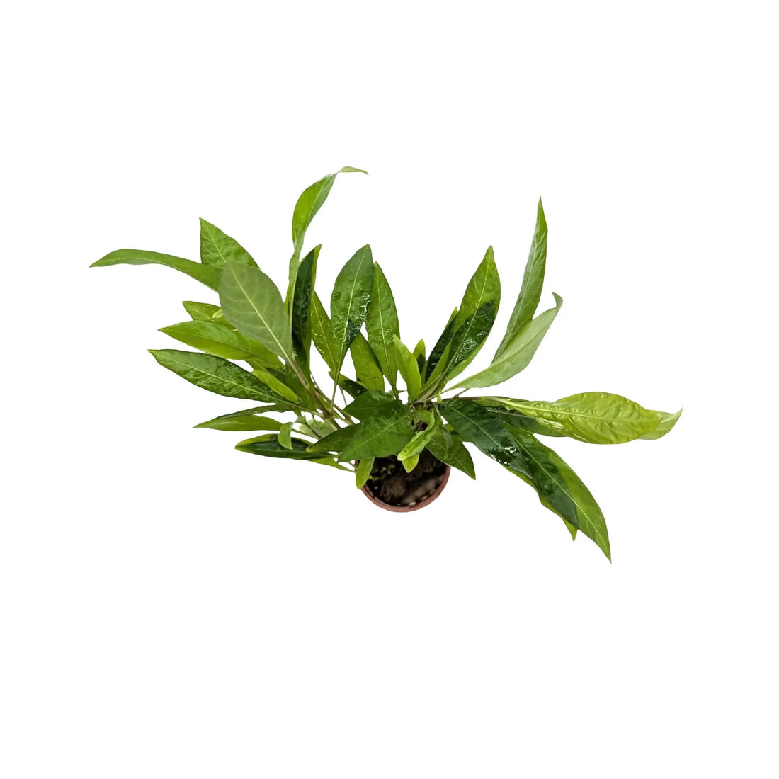 Hygrophila corymbosa Stricta Tropica