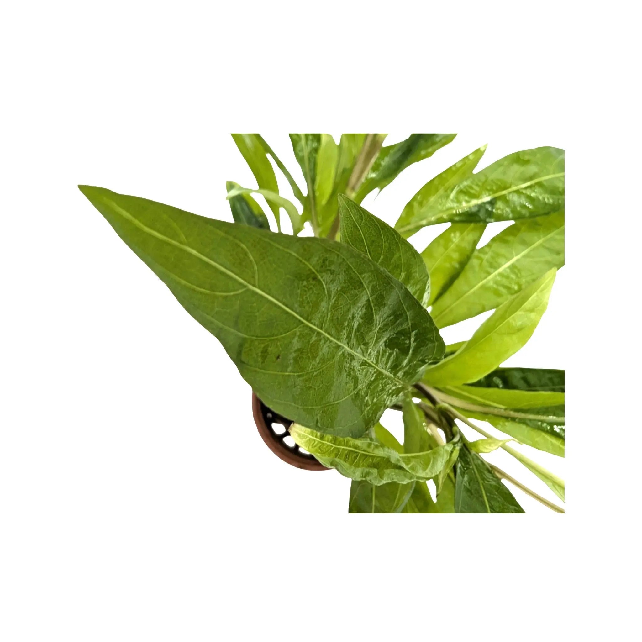 Hygrophila corymbosa Stricta Tropica