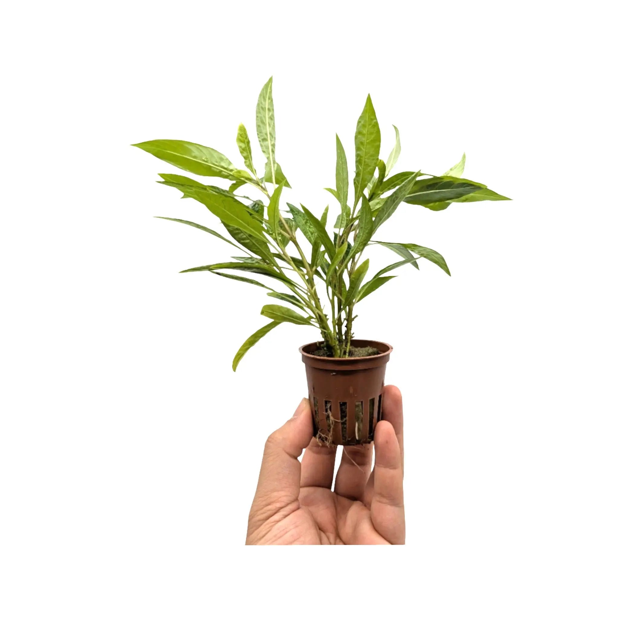 Hygrophila corymbosa Stricta Tropica