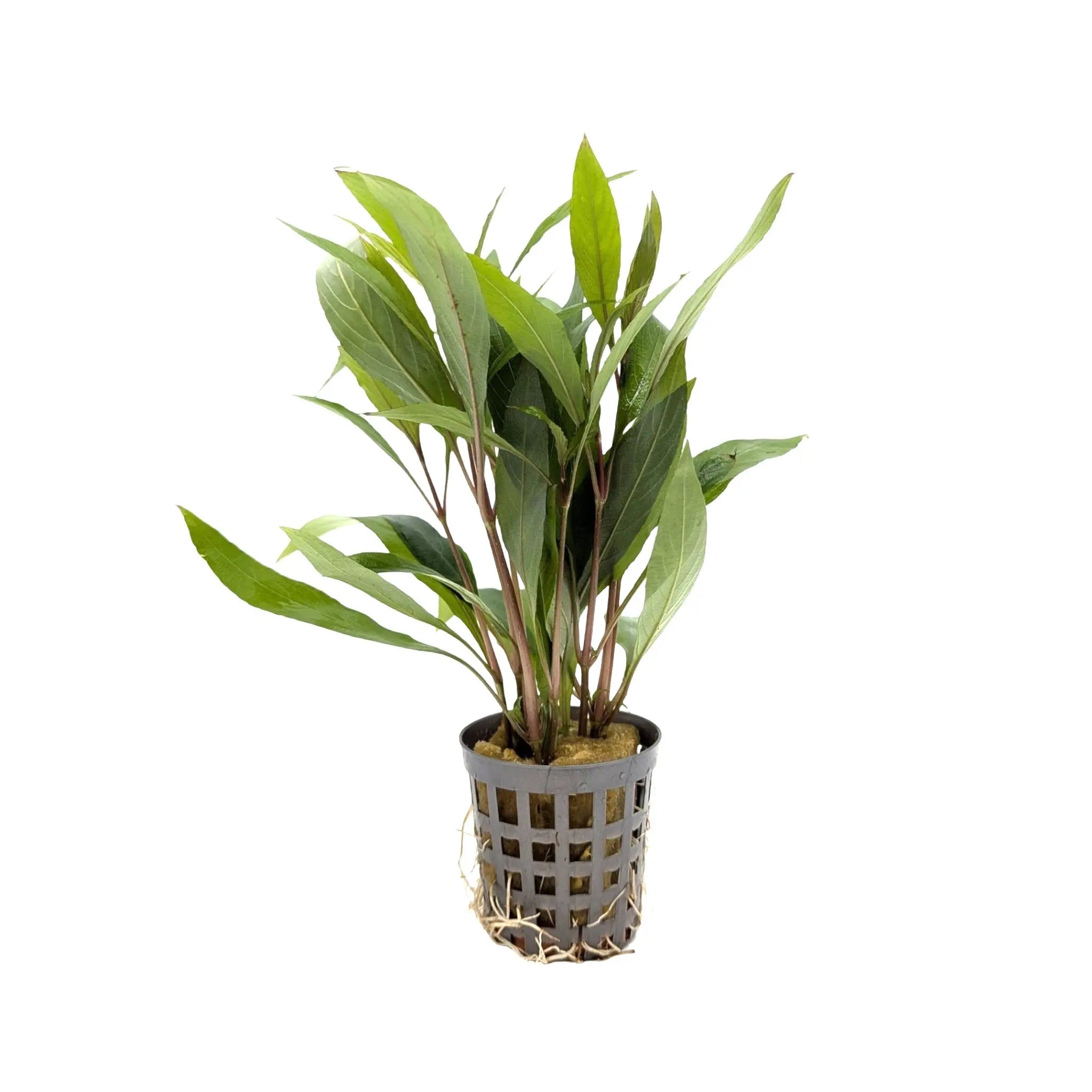 Hygrophila corymbosa thailands Aquafleur