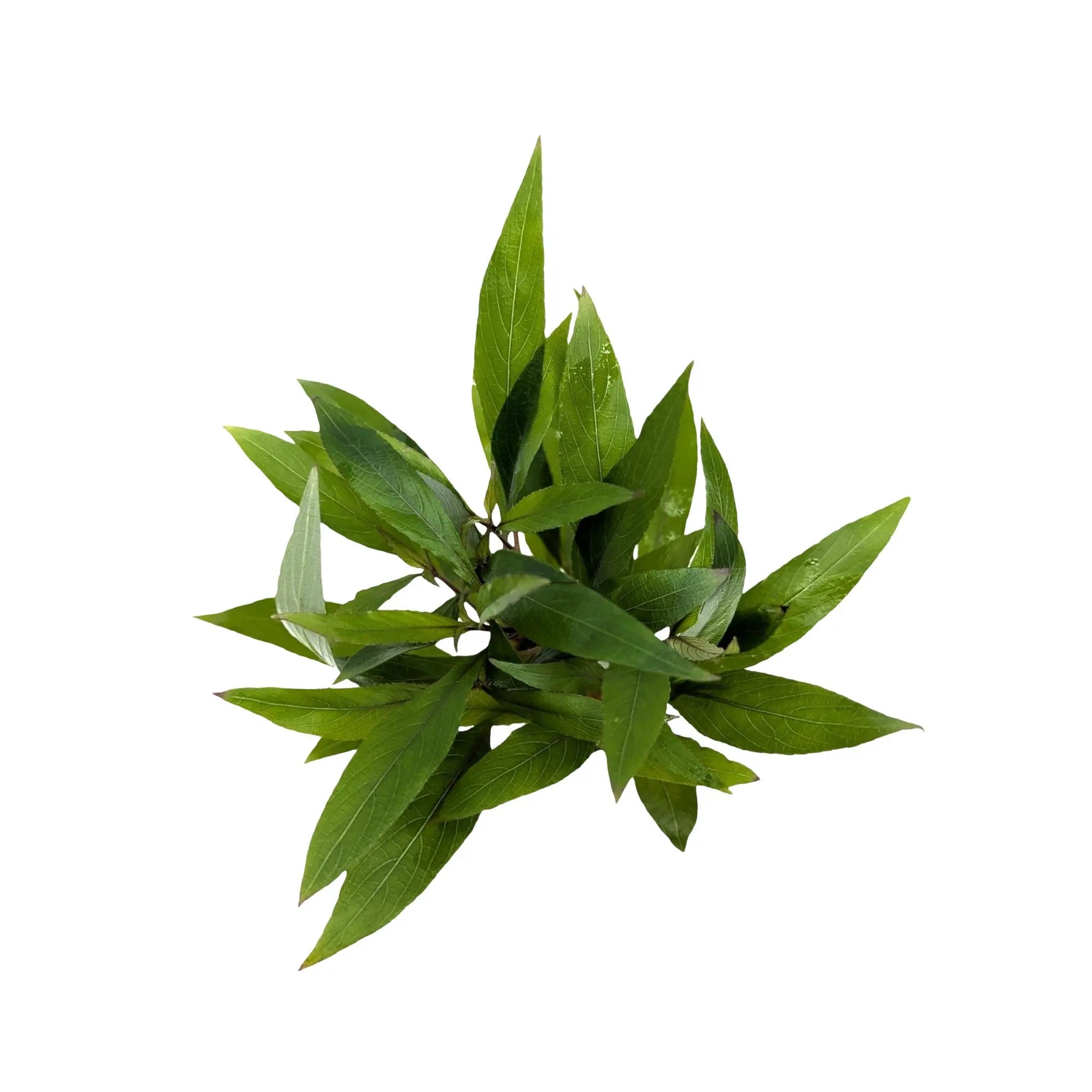 Hygrophila corymbosa thailands Aquafleur