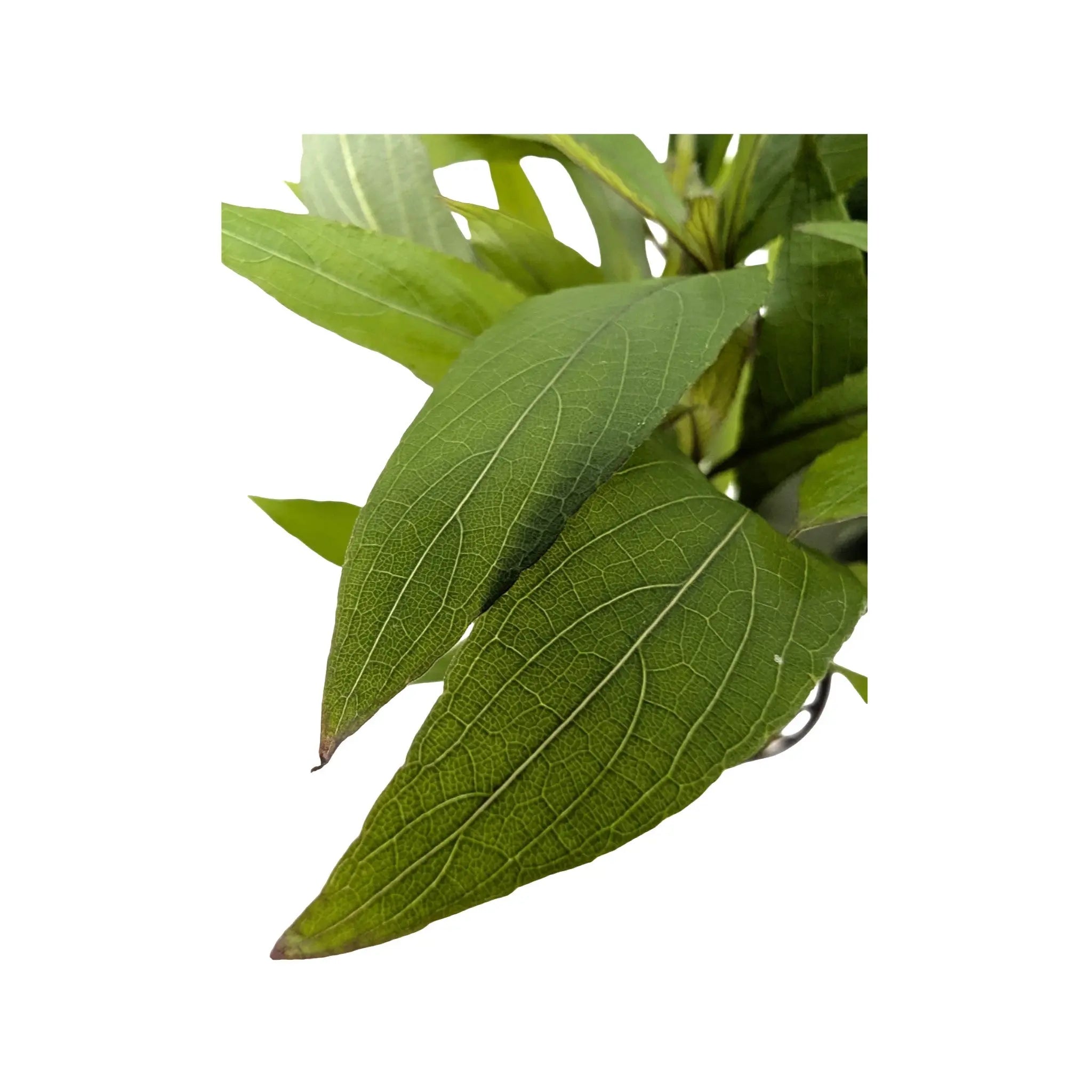 Hygrophila corymbosa thailands Aquafleur