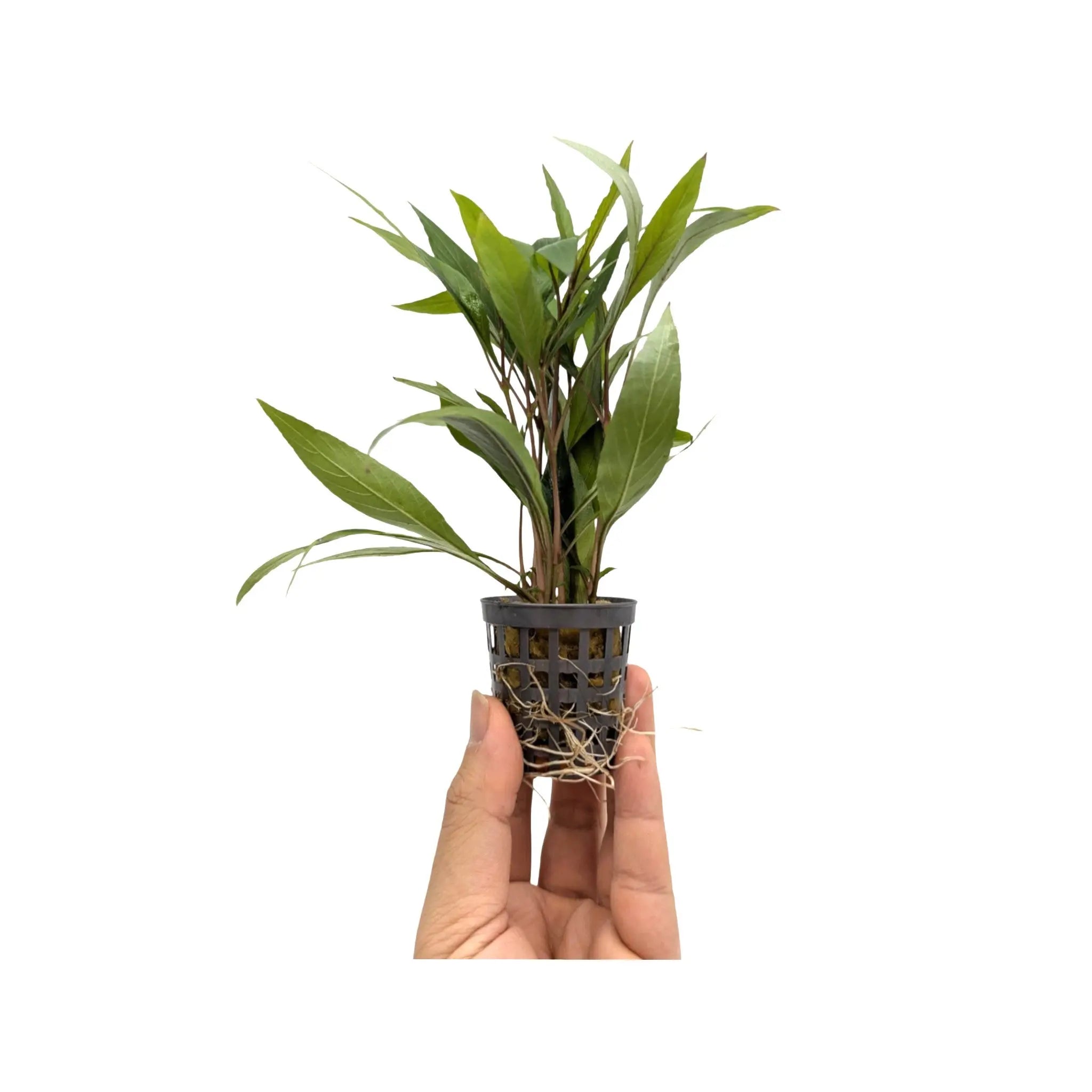 Hygrophila corymbosa thailands Aquafleur