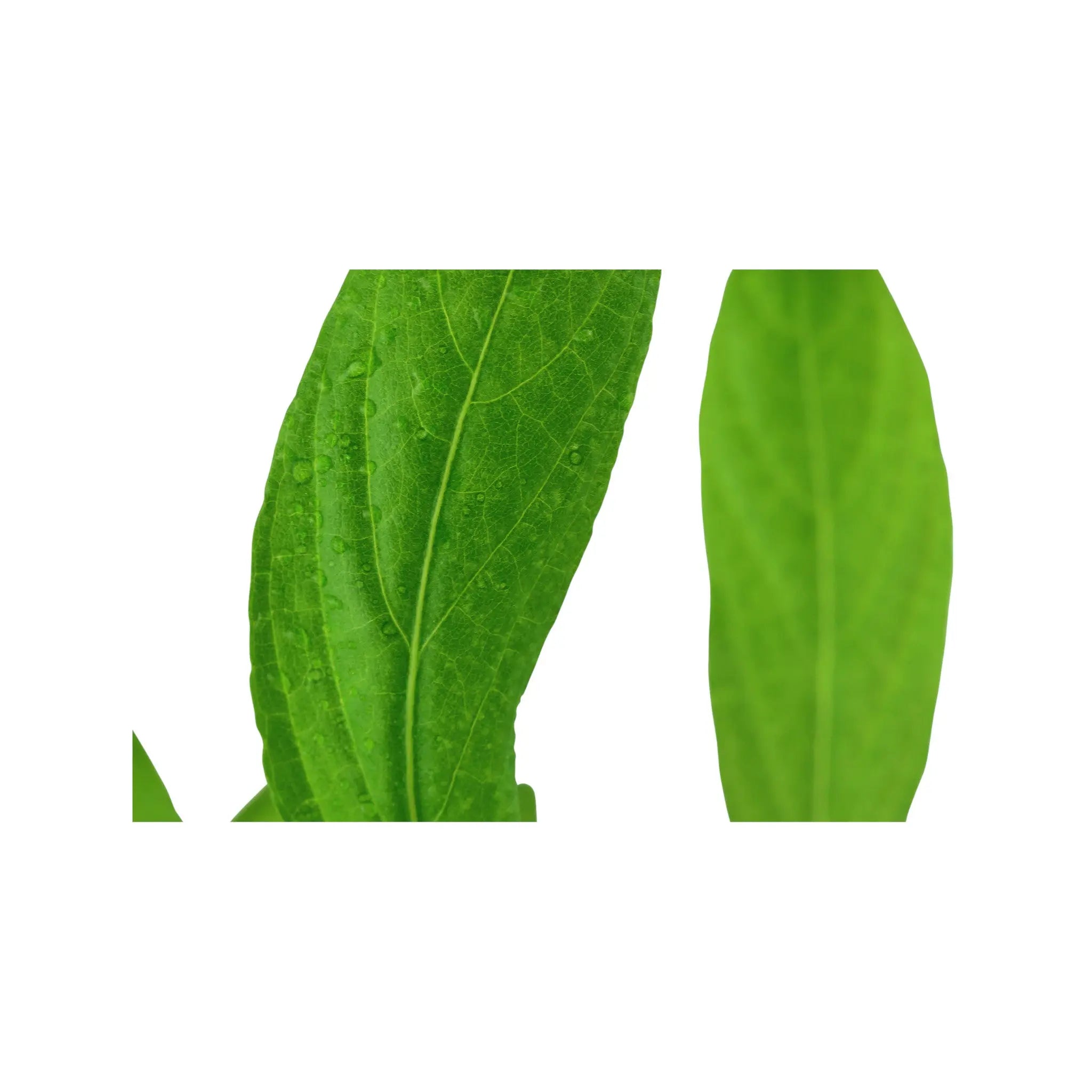 Hygrophila costata Tropica