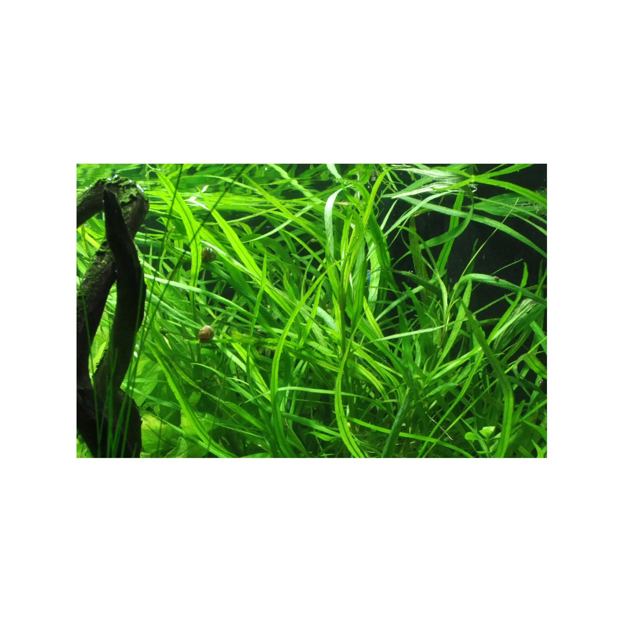 Hygrophila costata Tropica