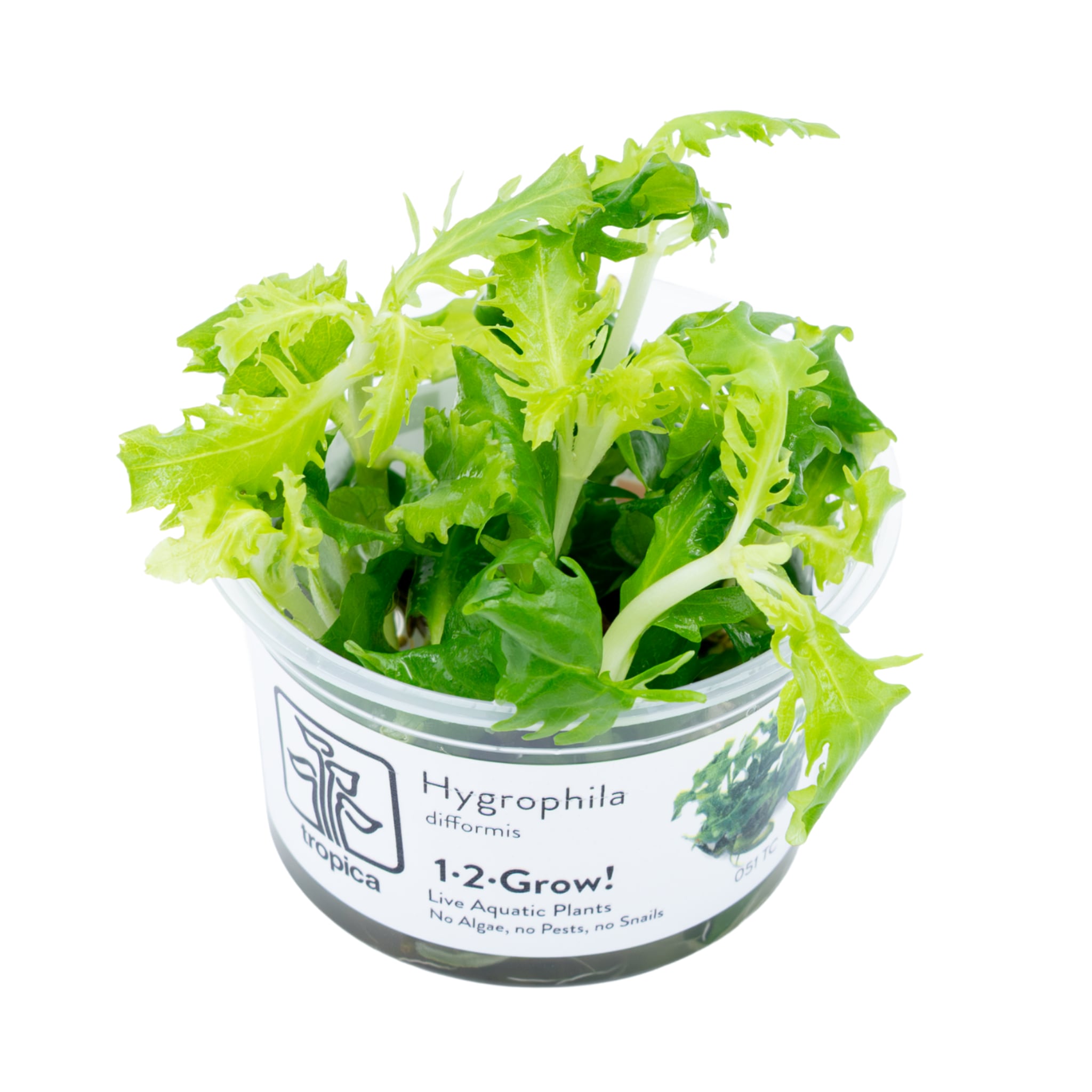 Tropica Hygrophila difformis 1-2-GROW