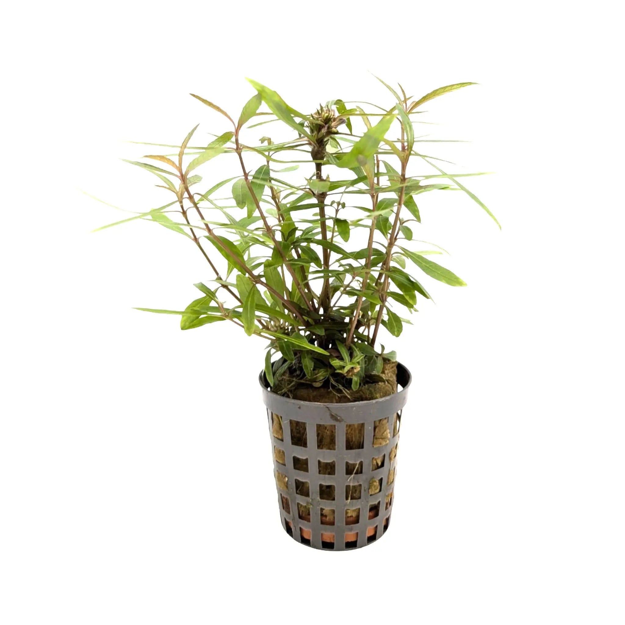 Hygrophila lancea Aquafleur
