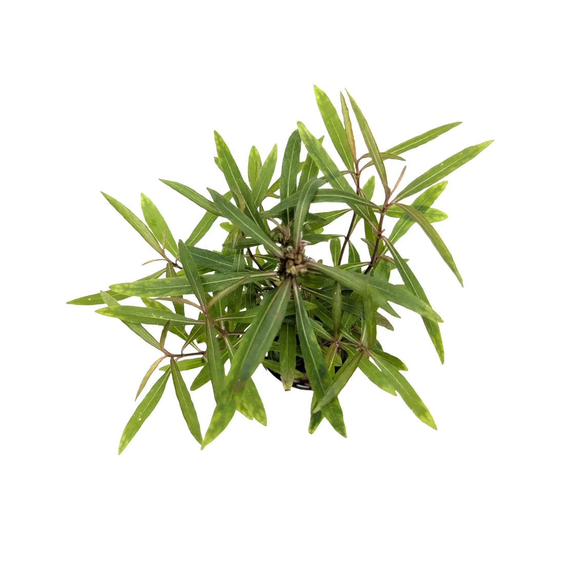 Hygrophila lancea Aquafleur