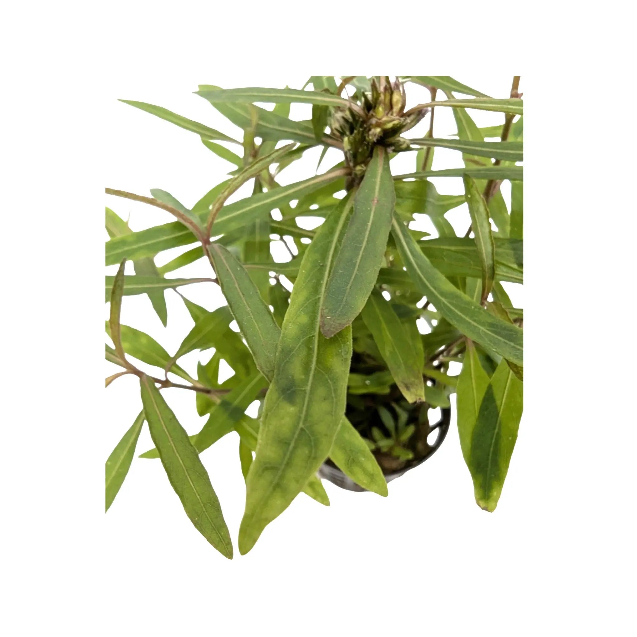 Hygrophila lancea Aquafleur
