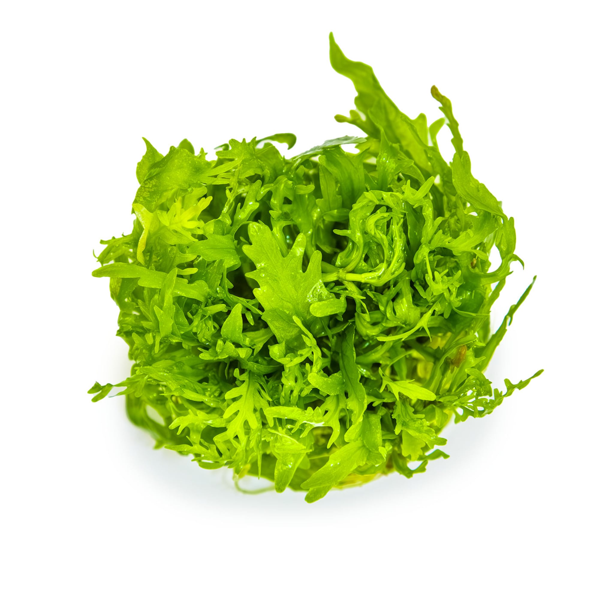 Tropica Hygrophila odora 1-2-GROW