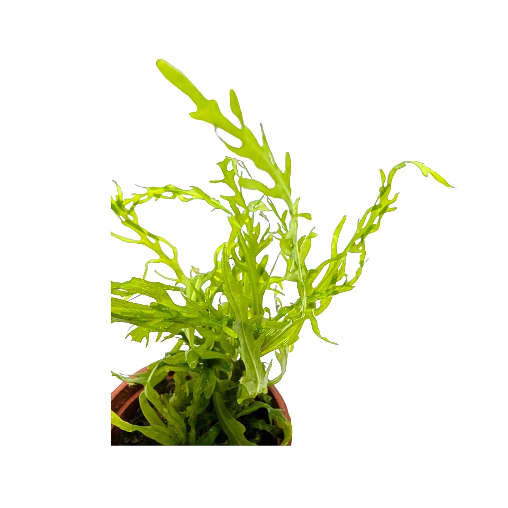 Hygrophila odora Difformis Tropica