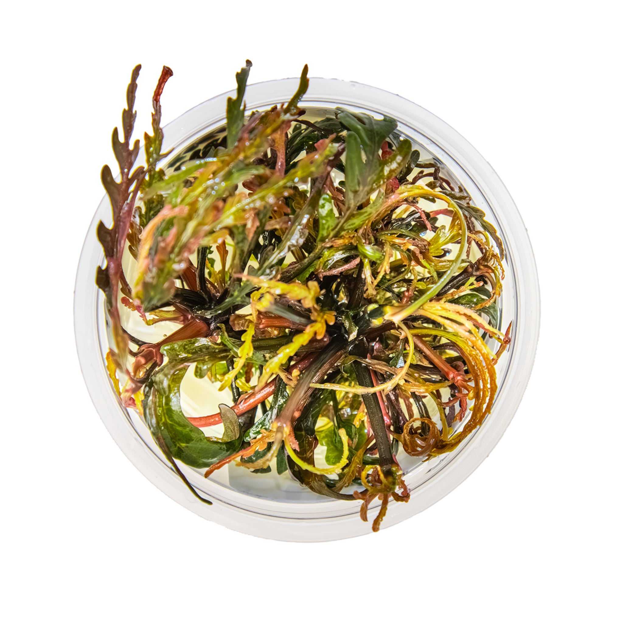 Tropica Hygrophila pinnatifida 1-2-GROW!