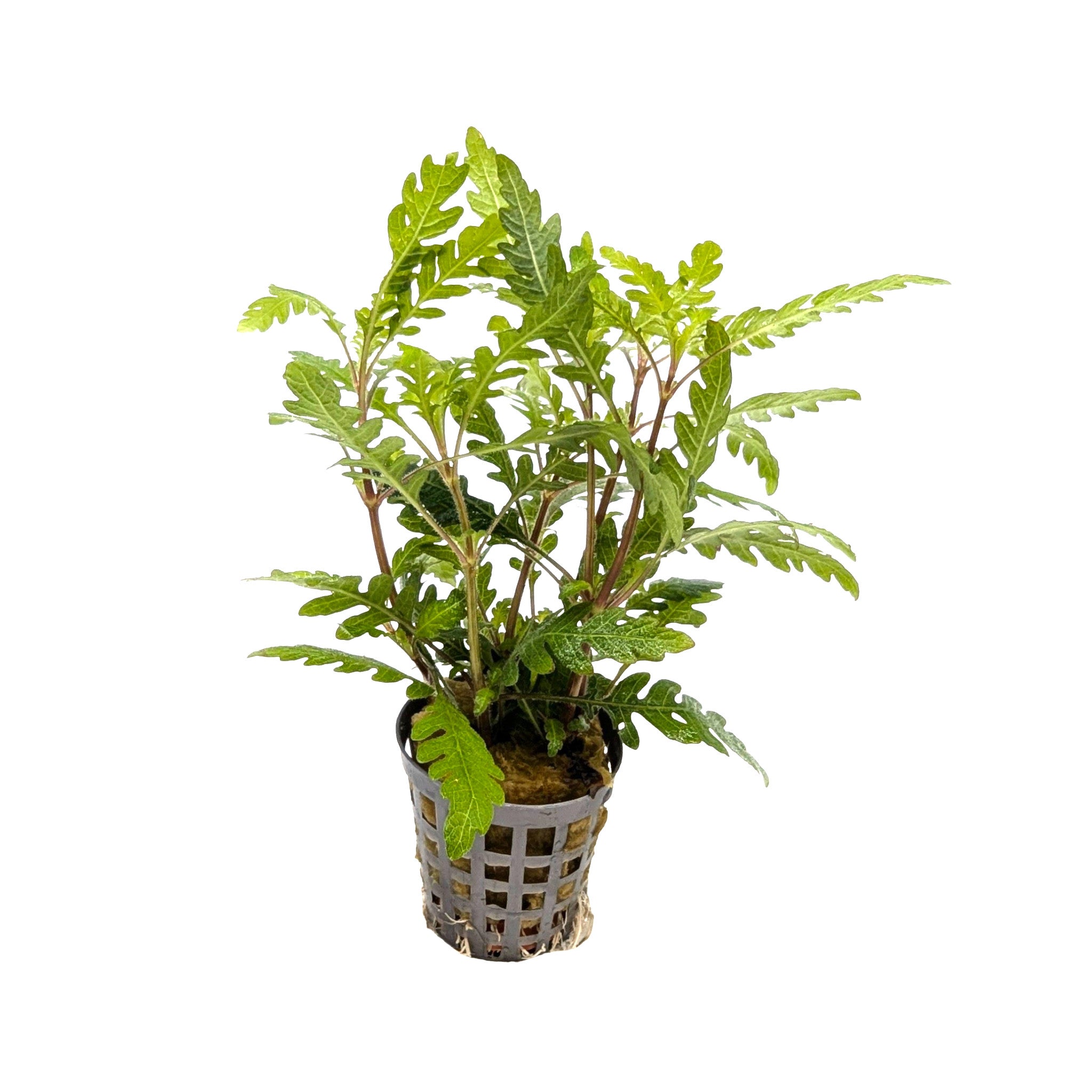 Hygrophila pinnatifida