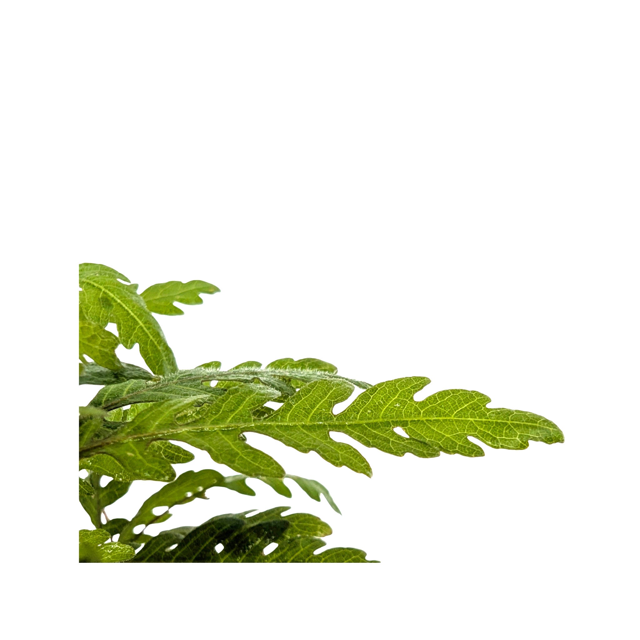 Hygrophila pinnatifida