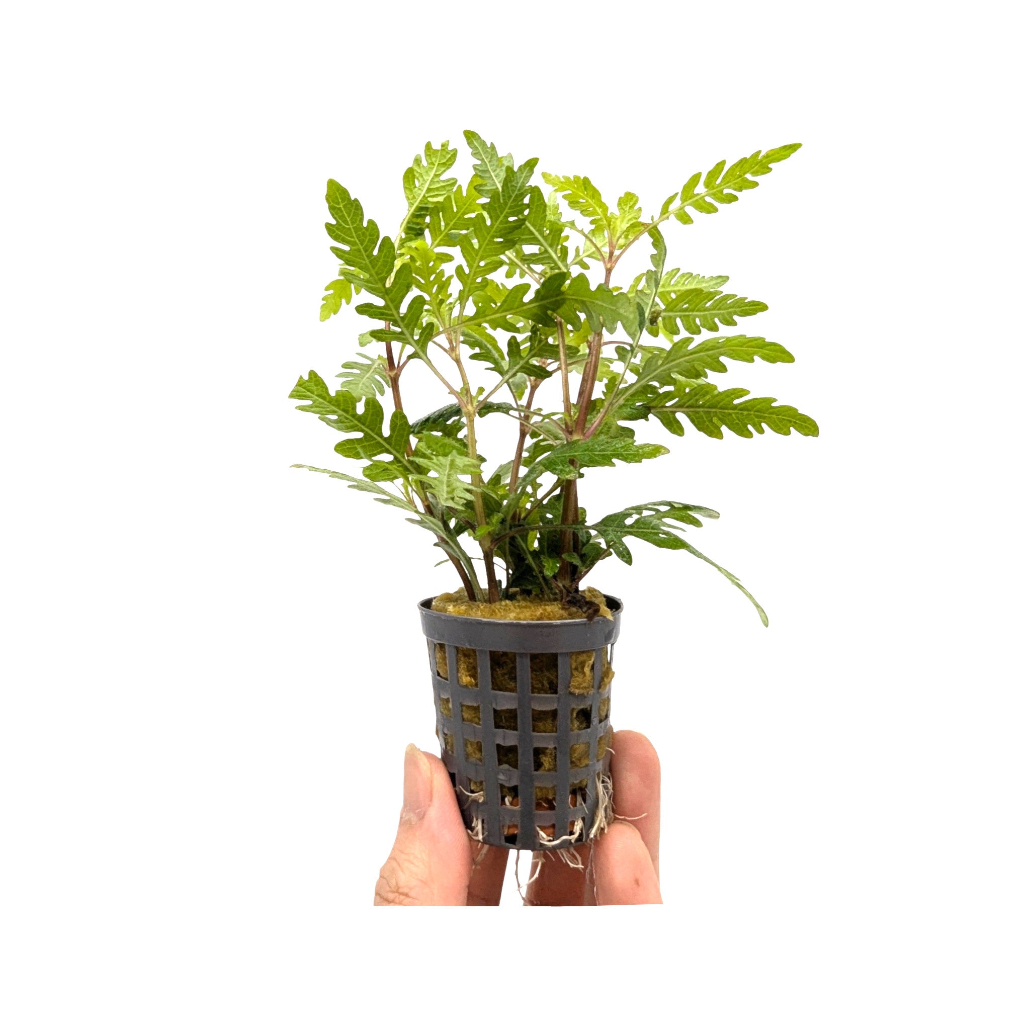 Hygrophila pinnatifida