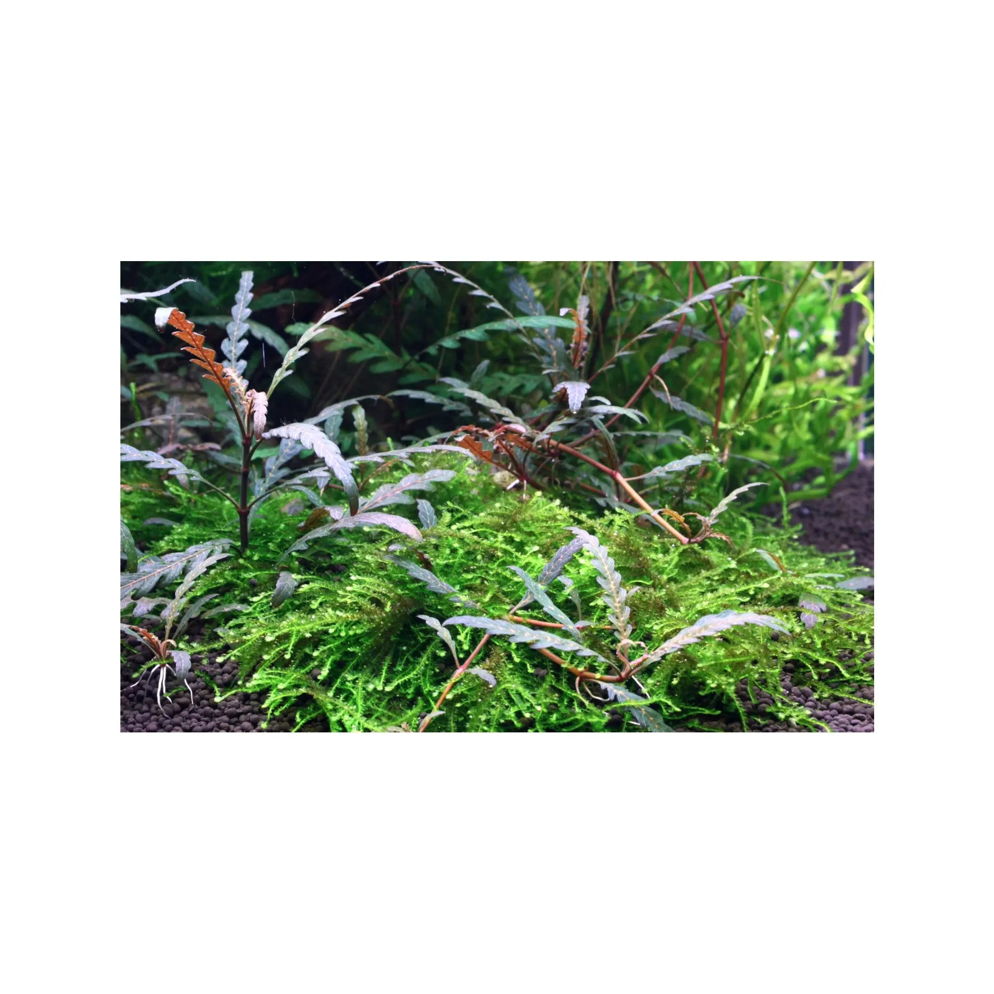 Hygrophila pinnatifida Aquafleur