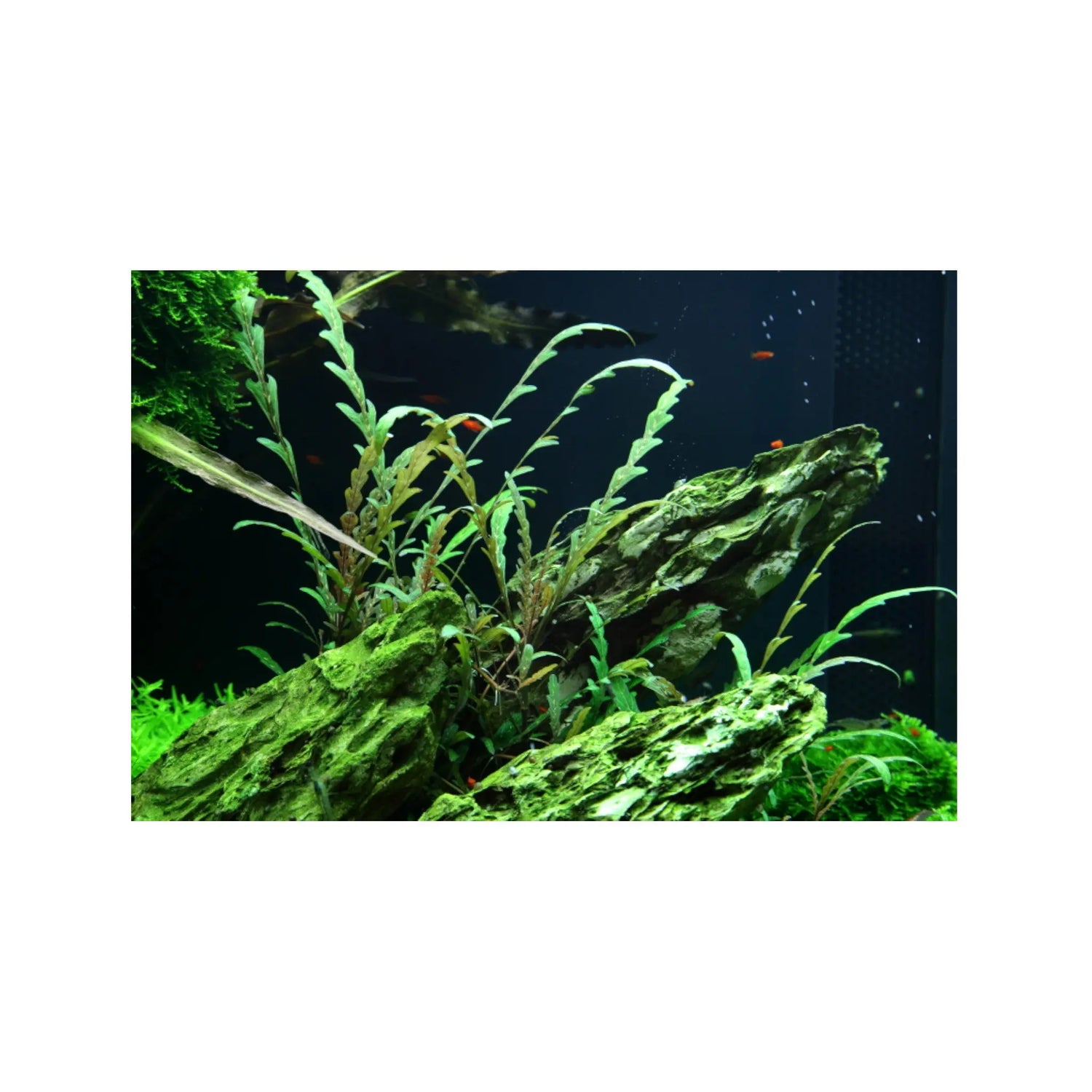 Hygrophila pinnatifida Aquafleur