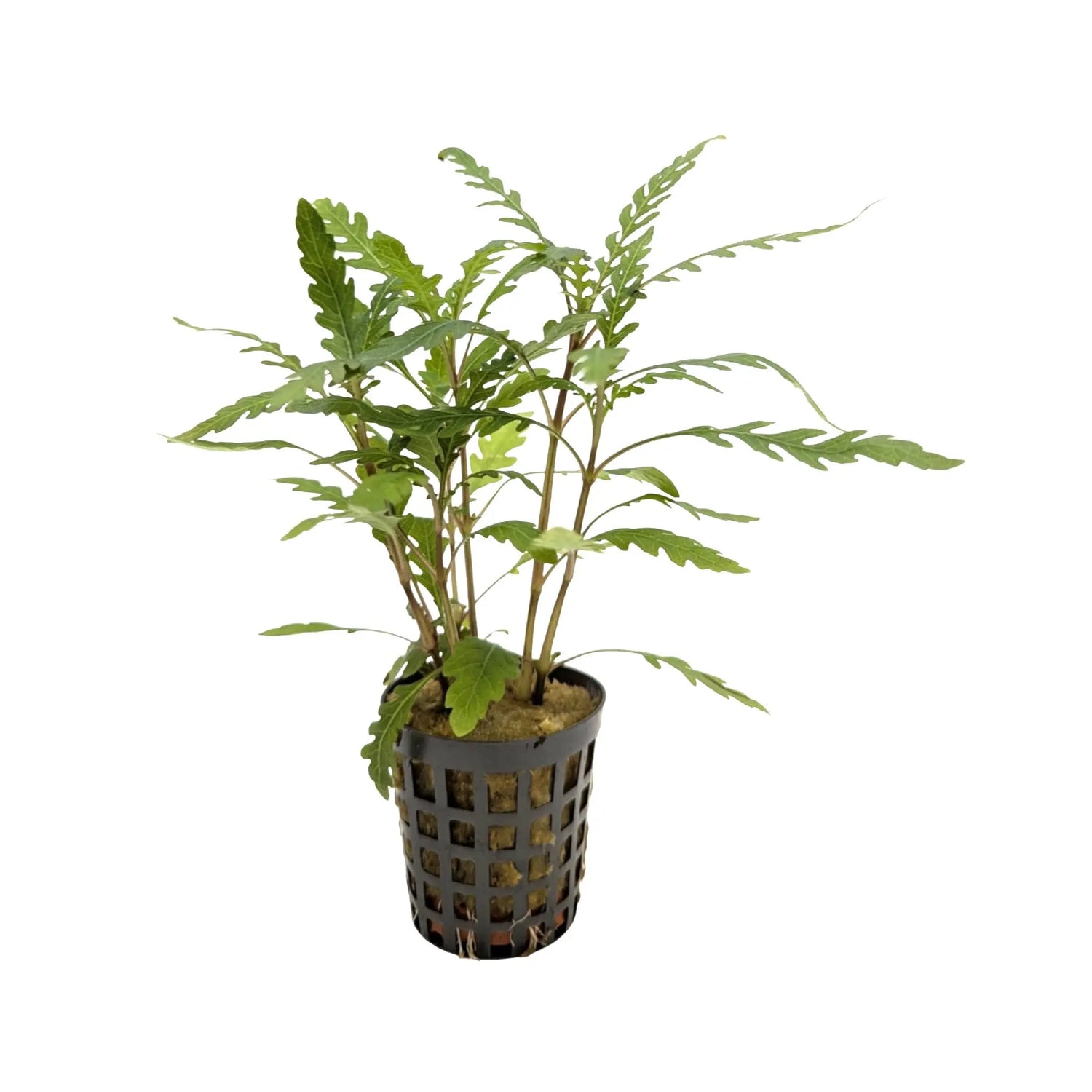 Hygrophila pinnatifida Aquafleur