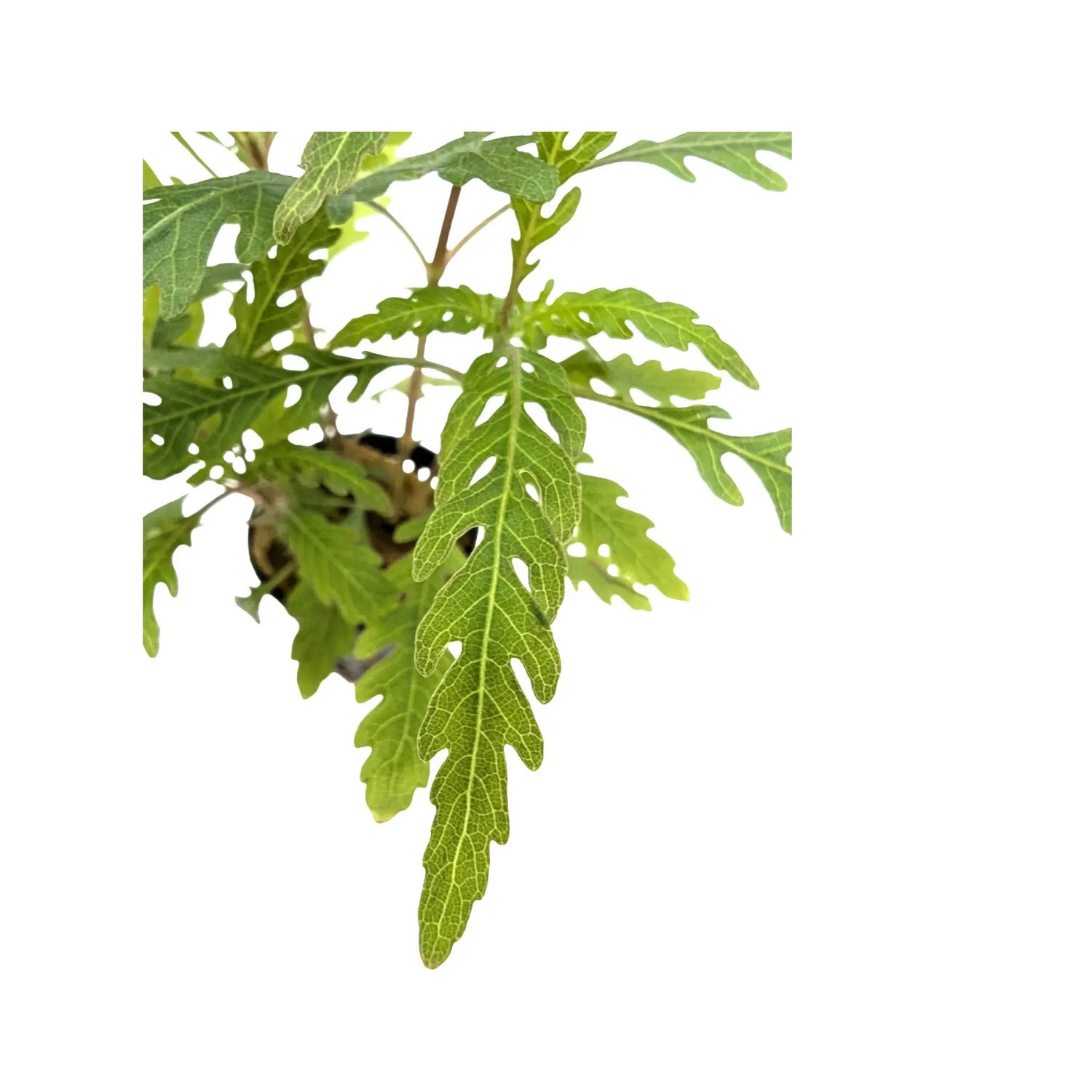 Hygrophila pinnatifida Aquafleur