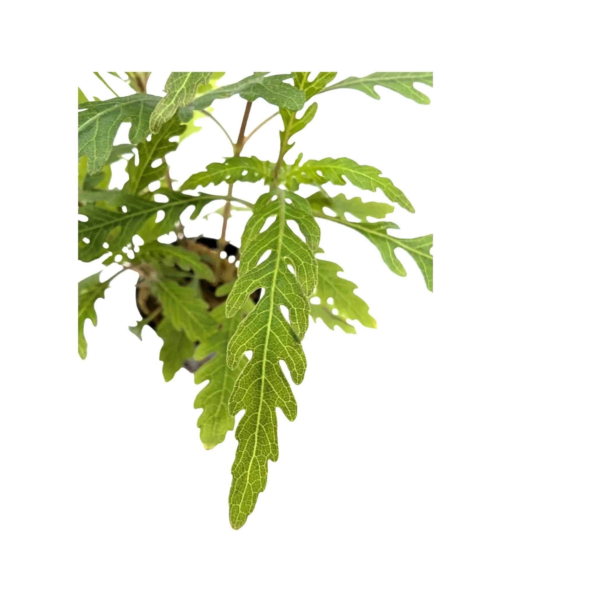 Hygrophila pinnatifida Aquafleur