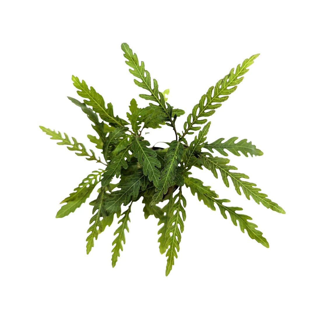 Hygrophila pinnatifida Aquafleur