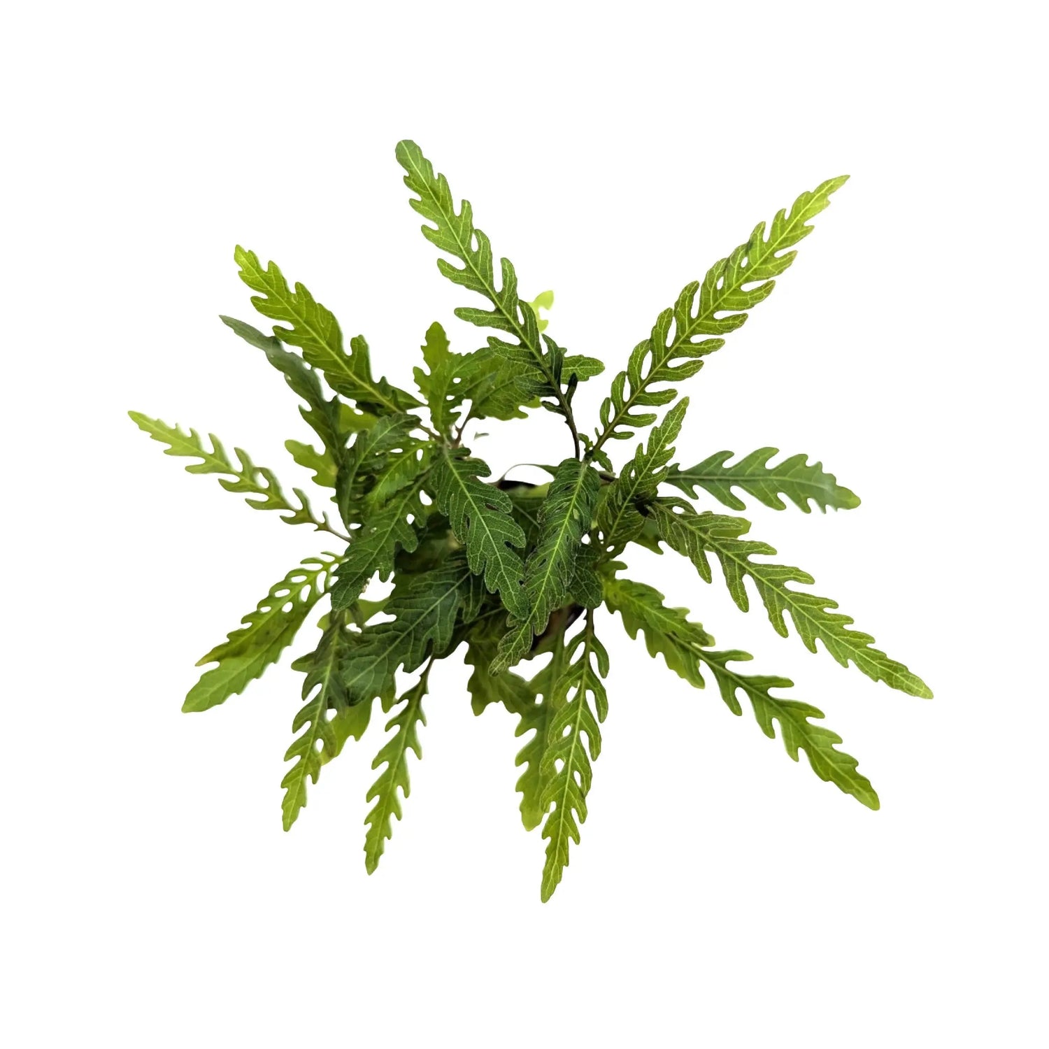 Hygrophila pinnatifida Aquafleur