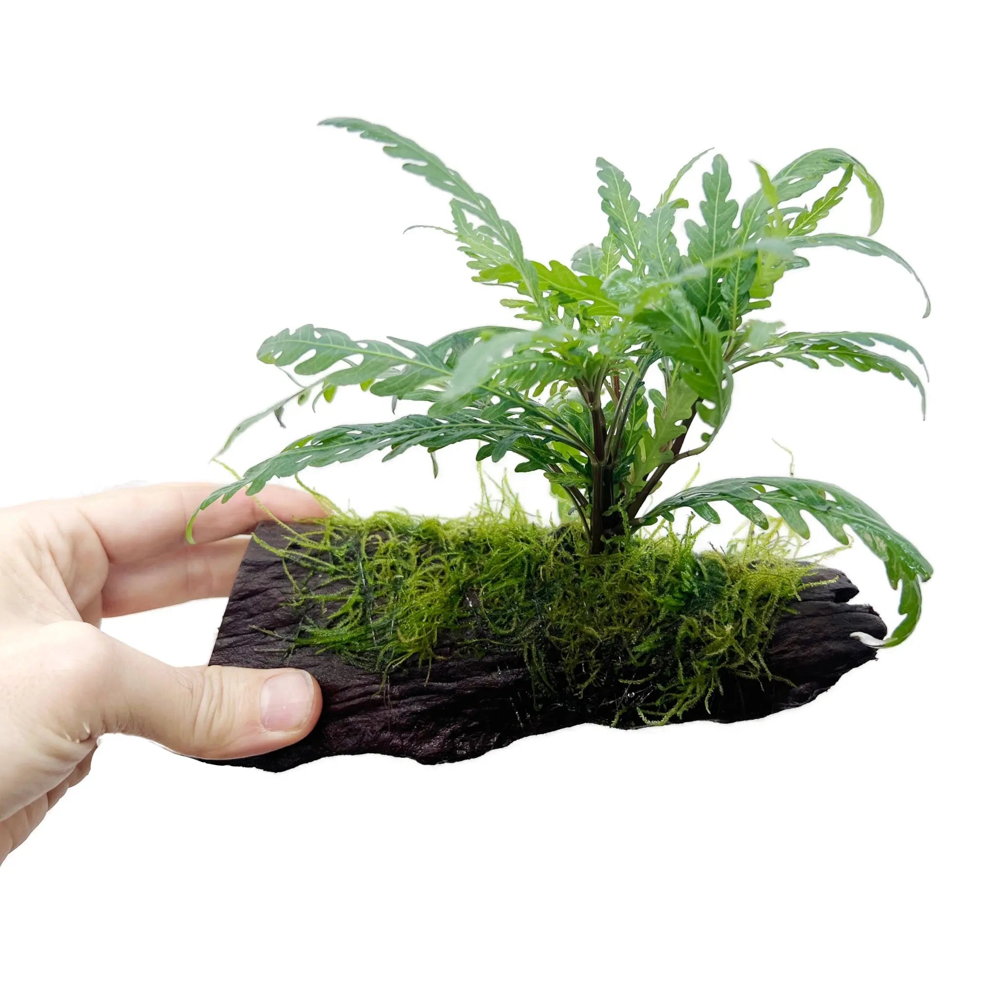 Hygrophila pinnatifida &amp; Moss on Wood - Aqua Essentials