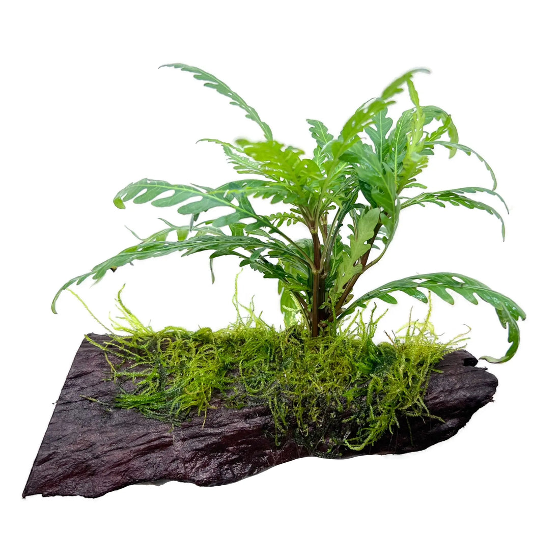 Hygrophila pinnatifida & Moss on Wood - Aqua Essentials