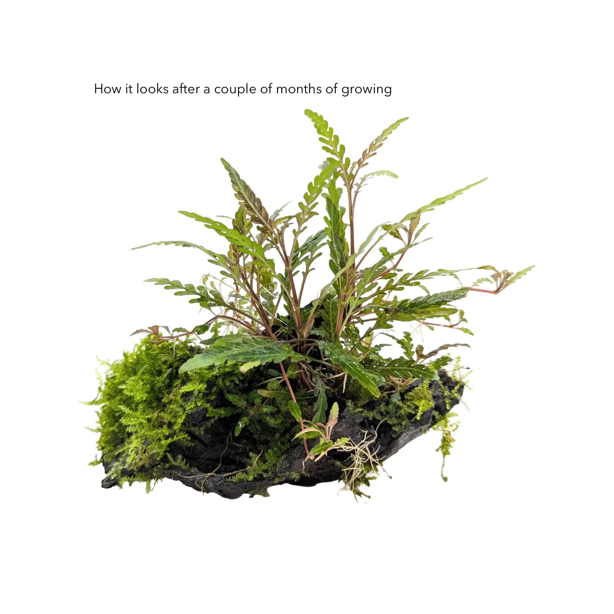 Hygrophila pinnatifida & Moss on Wood Aqua Essentials